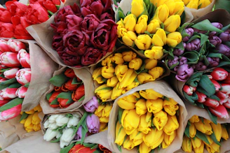 Bouquets of colorful tulips wrapped in paper.