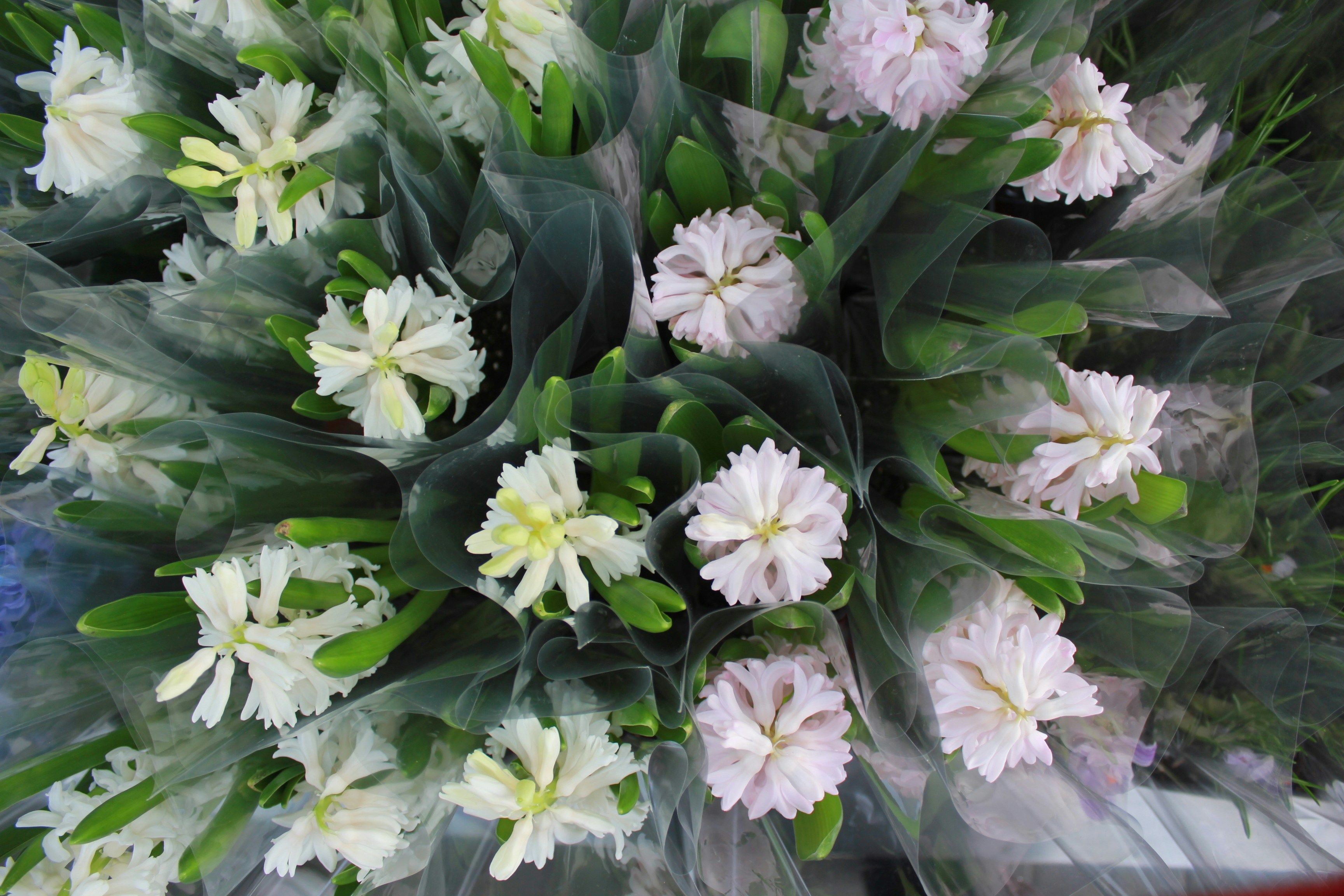 Bun Bun Flowers