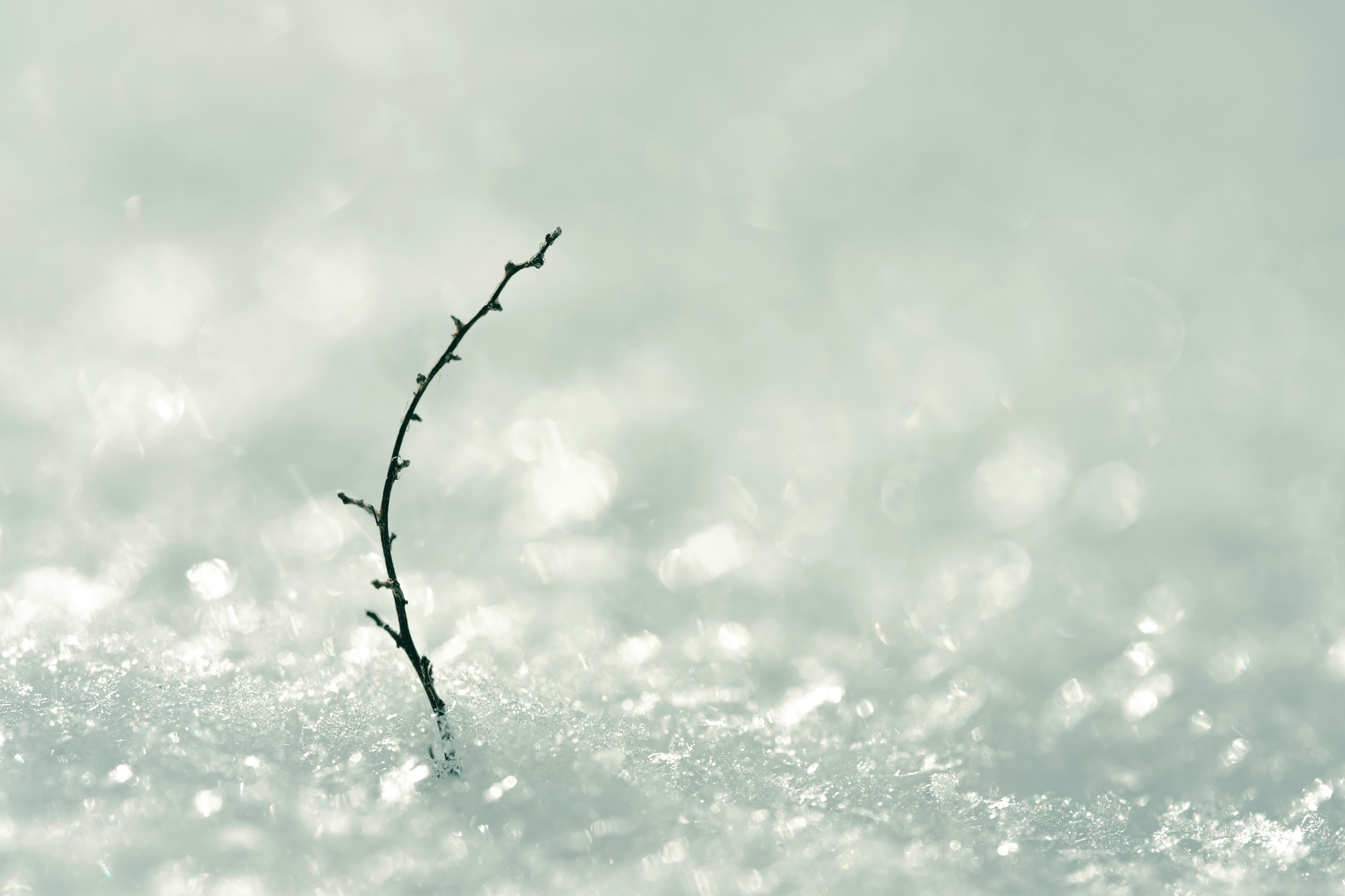 A single bare branch emerges from the snow