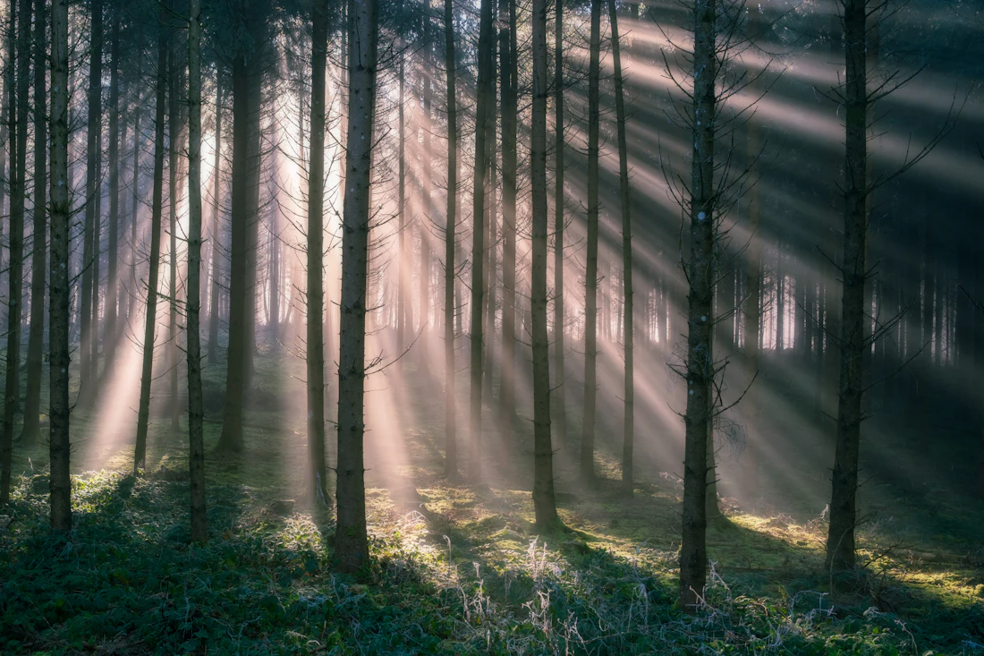 Sunlight streaming through a misty forest canopy at dawn