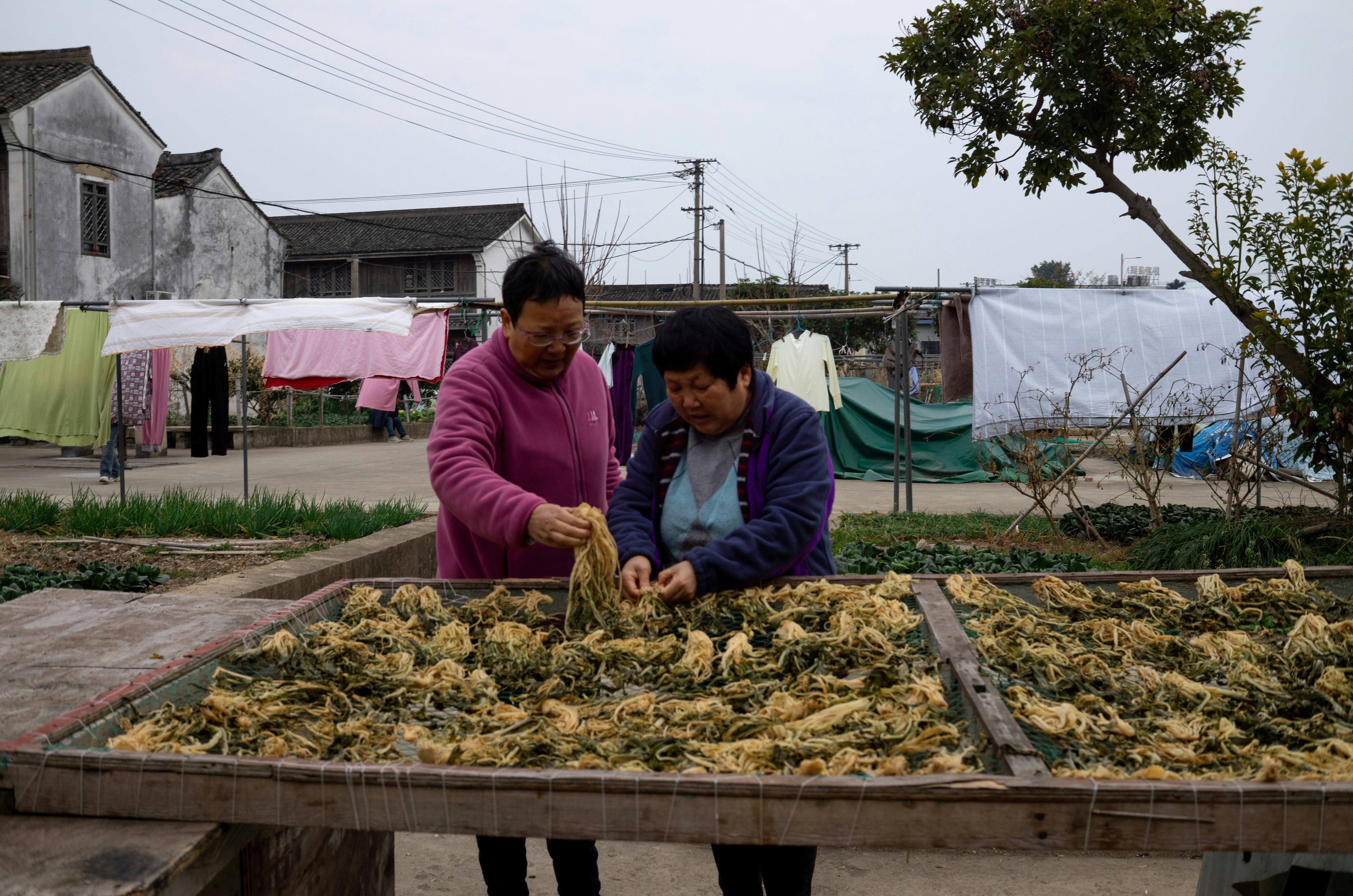 Two women drying vegetables on wooden racks outdoors frames outdoors
