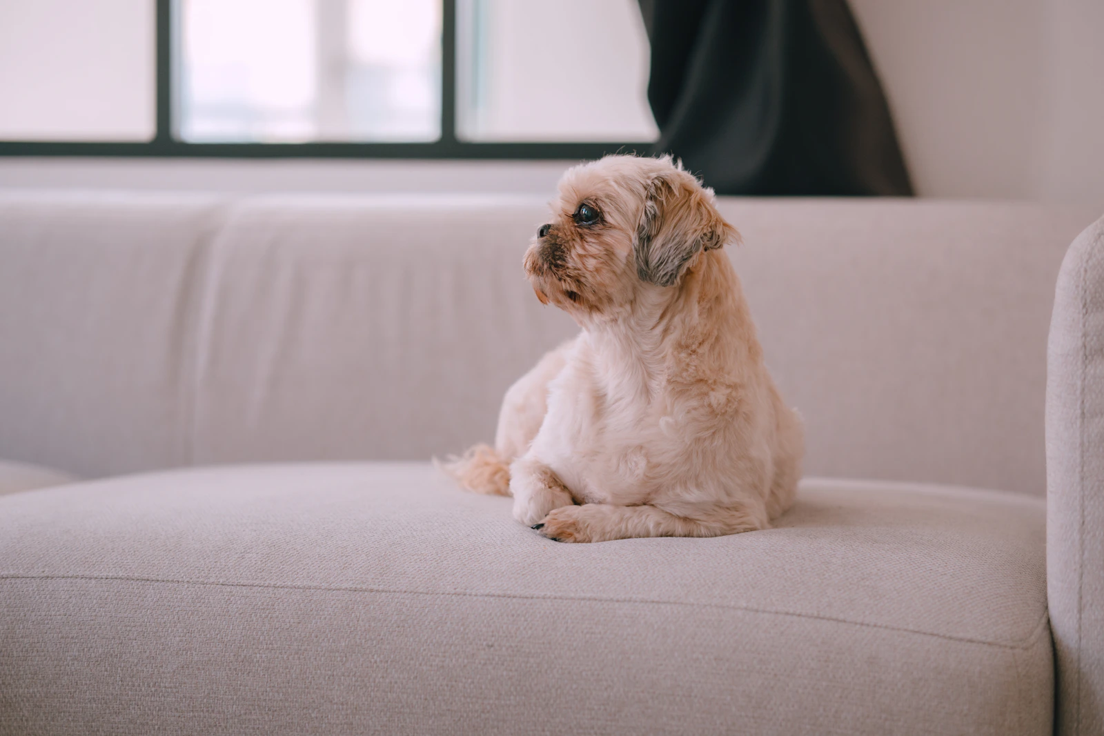 Kleiner heller Hund auf einem Sofa