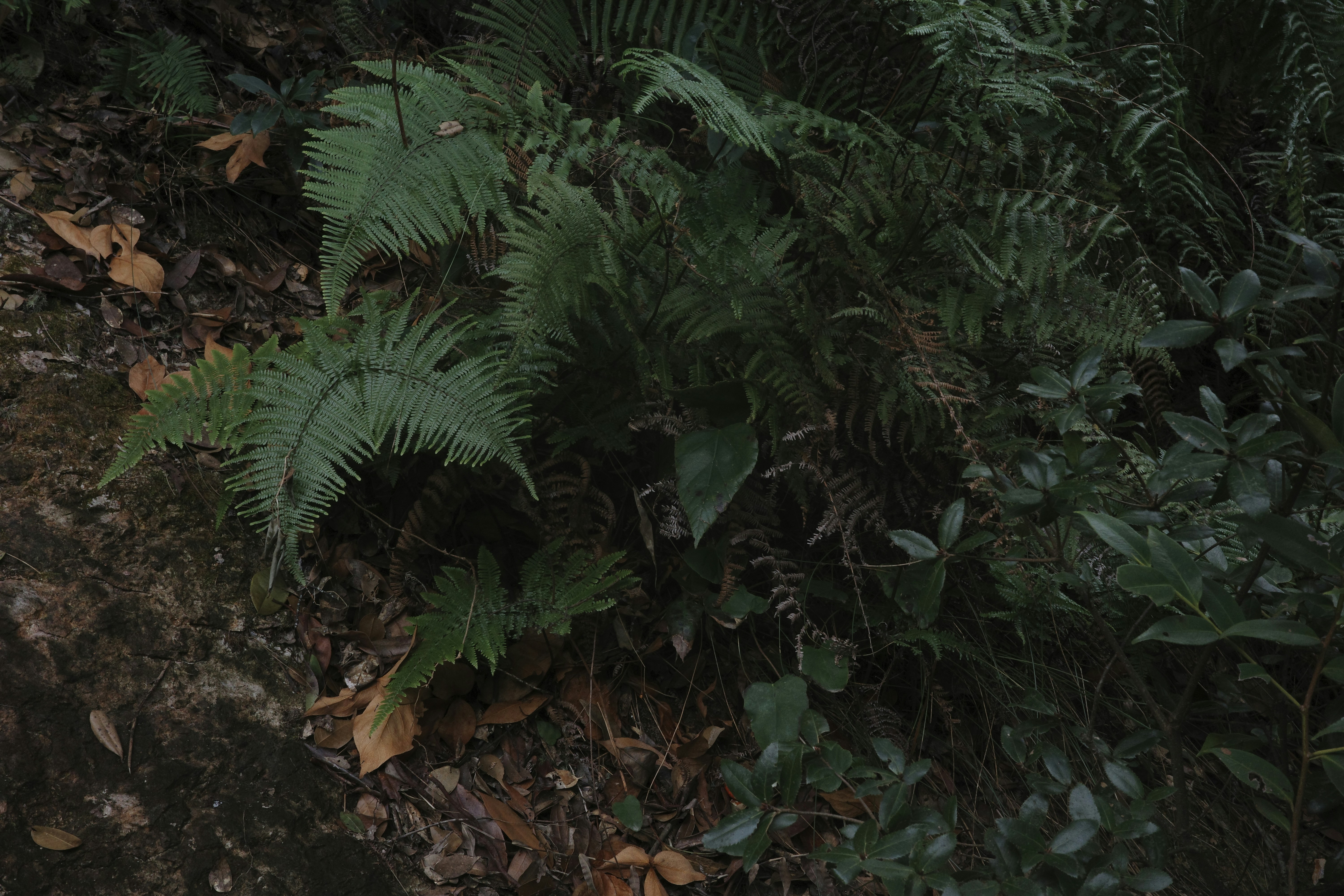 Samambaias verdes e exuberantes crescendo no chão da floresta