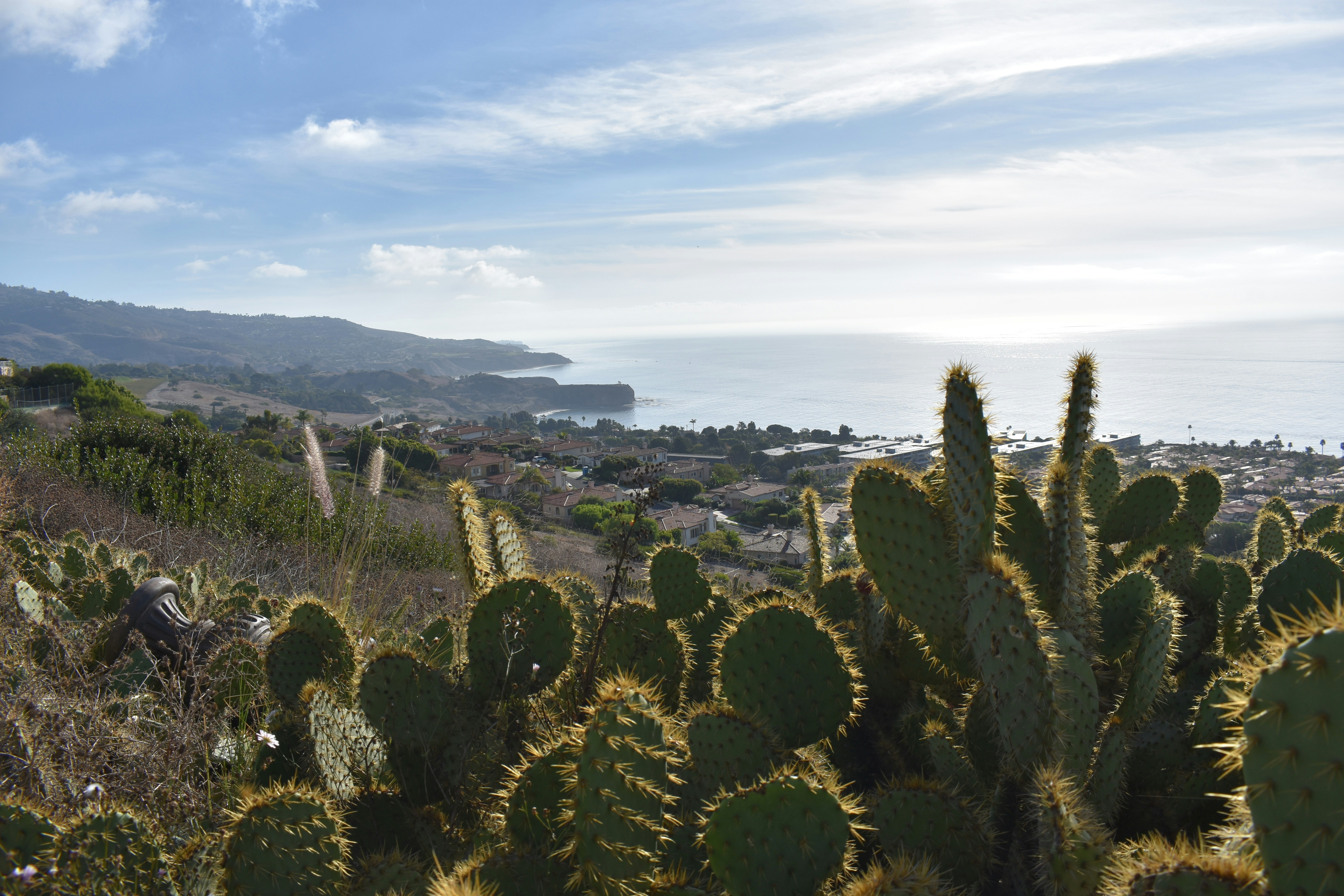 Cactus plants overlook a coastal town and the ocean.