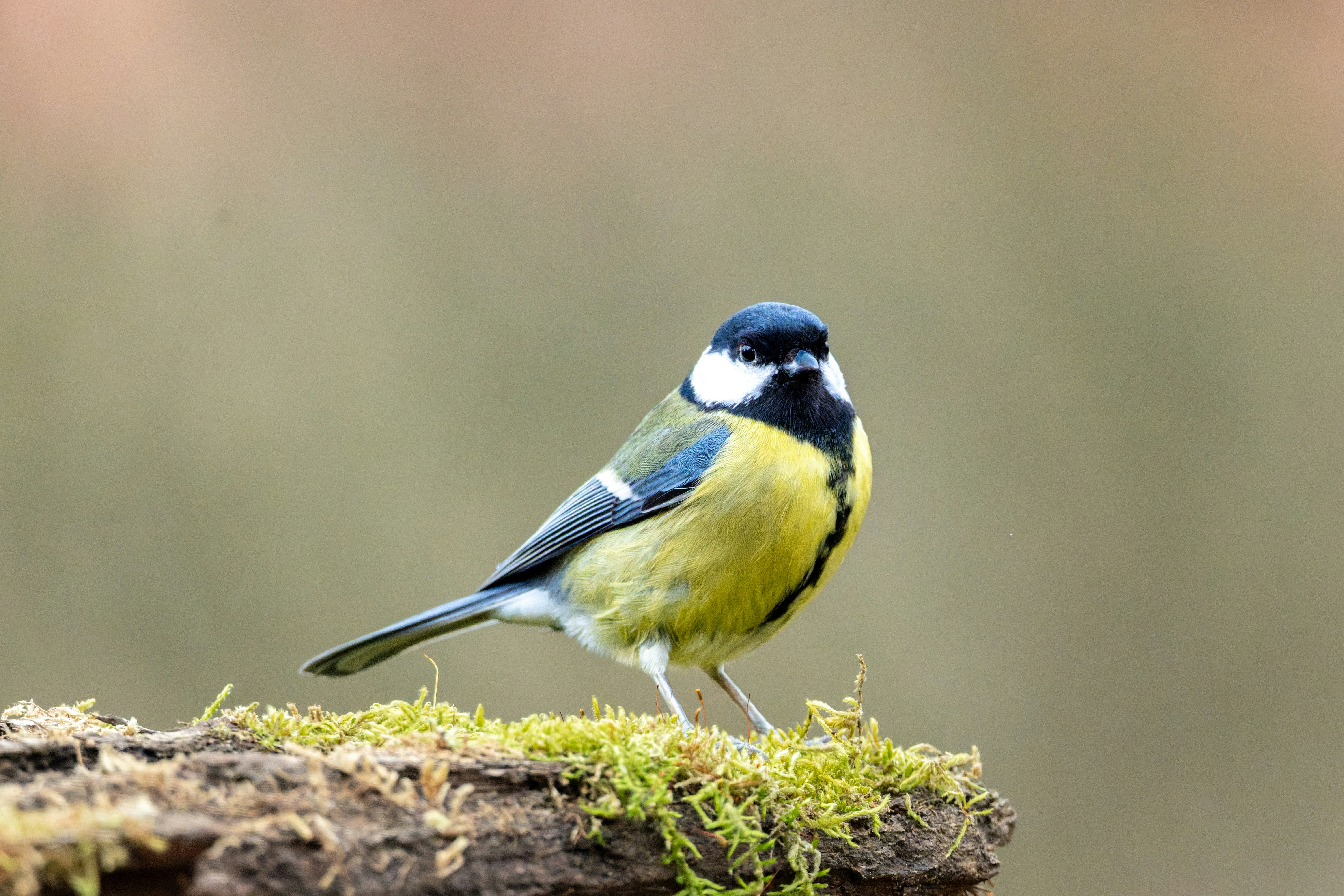 Photo by siegfriedpoepperl