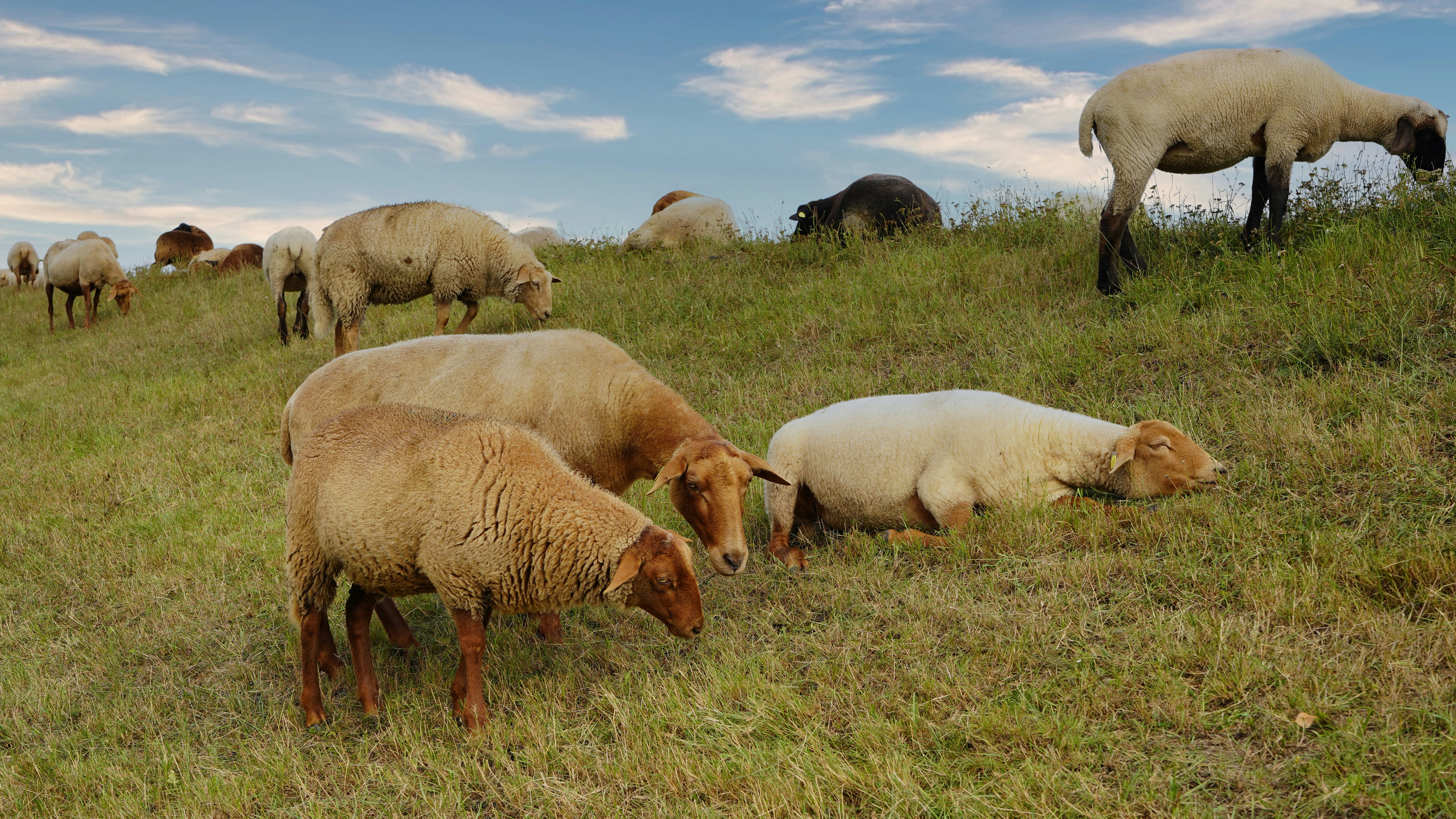 Sheep grazing on a grassy hillside under a cloudy sky.