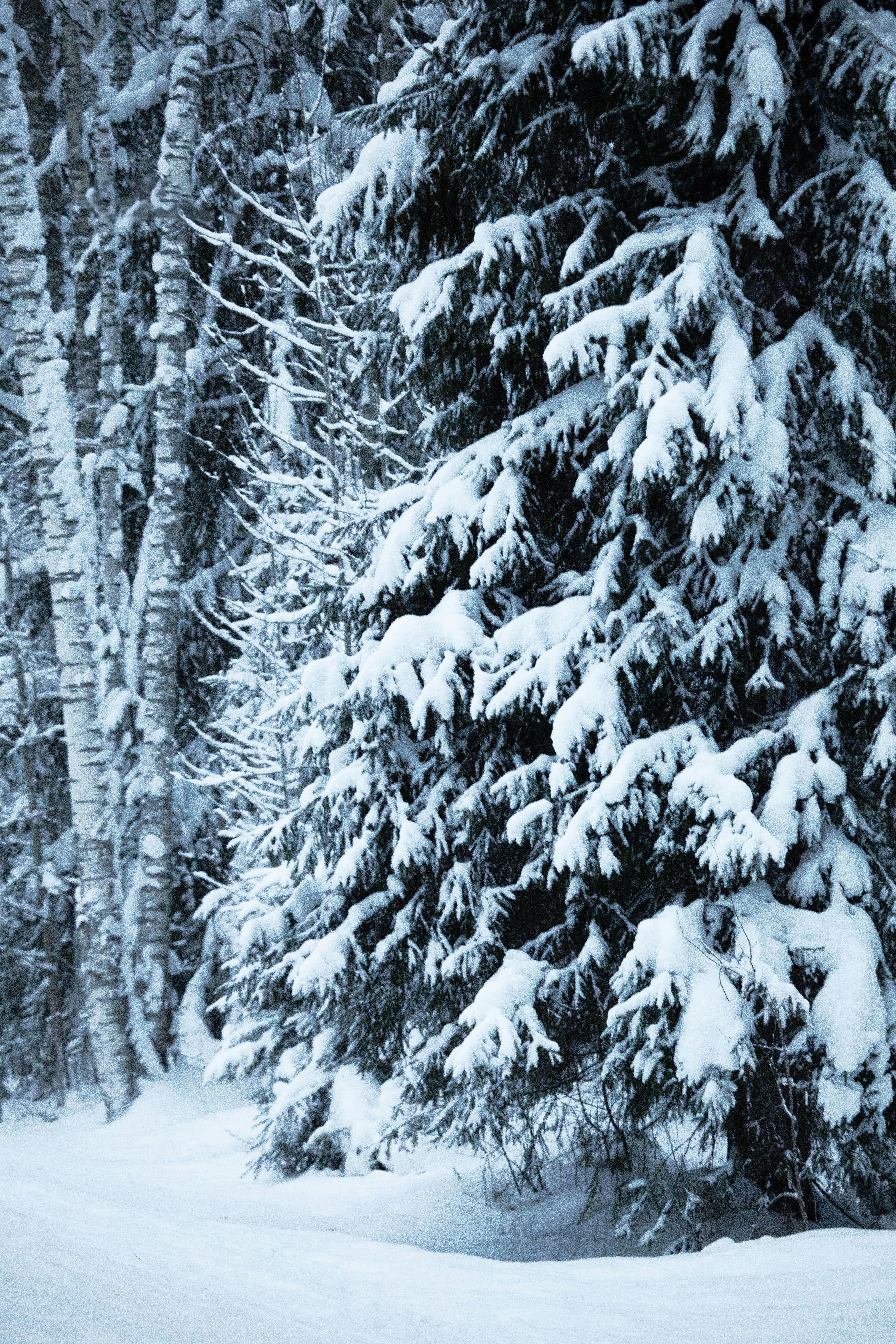 Snow covered evergreen trees in a winter forest