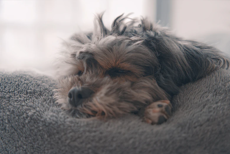 Fluffy small dog resting on a soft blanket