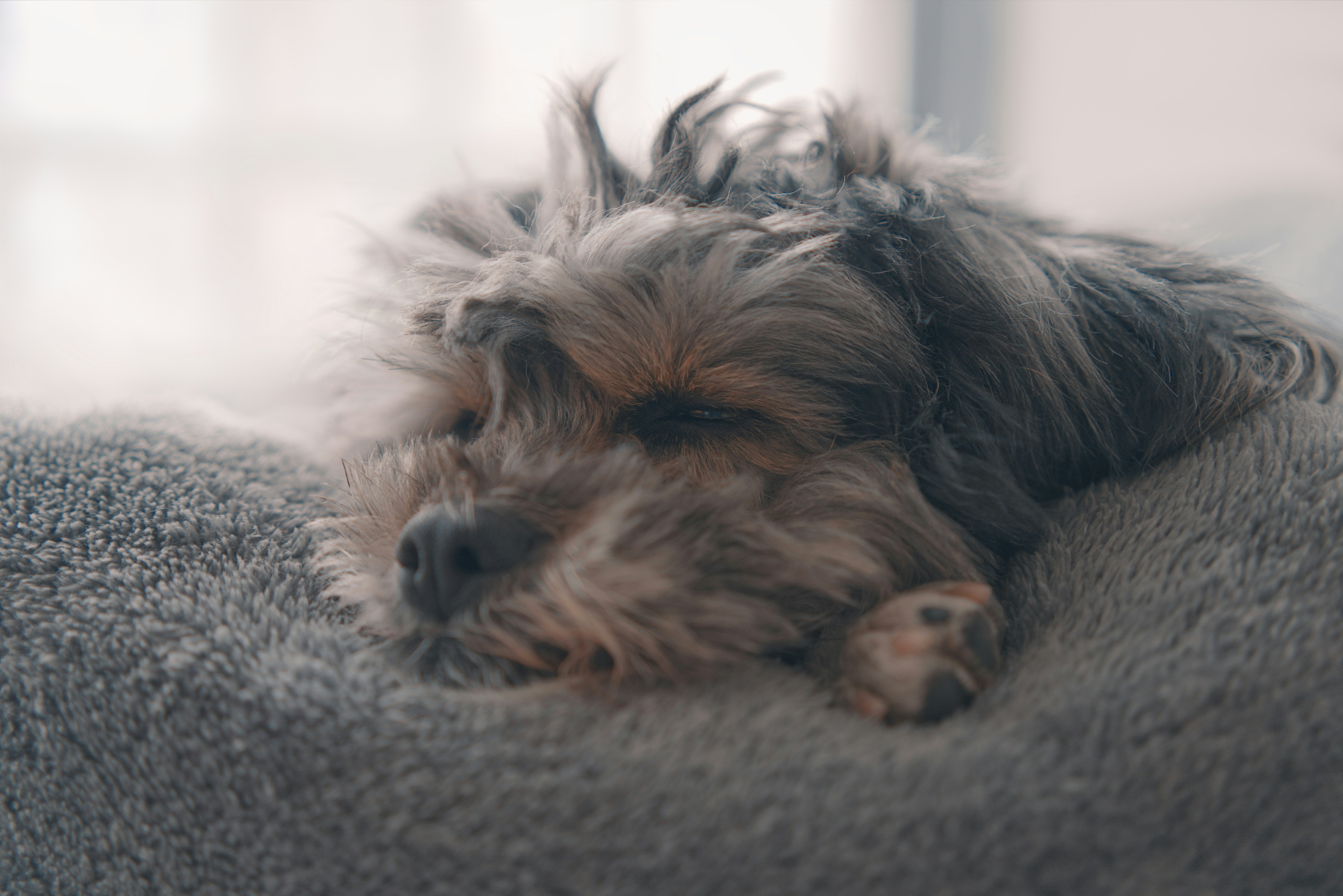 Tired Dog, Stubborn Dog: Why Your Pup's Sleep Habits Are Quietly Killing Your Training Goals
