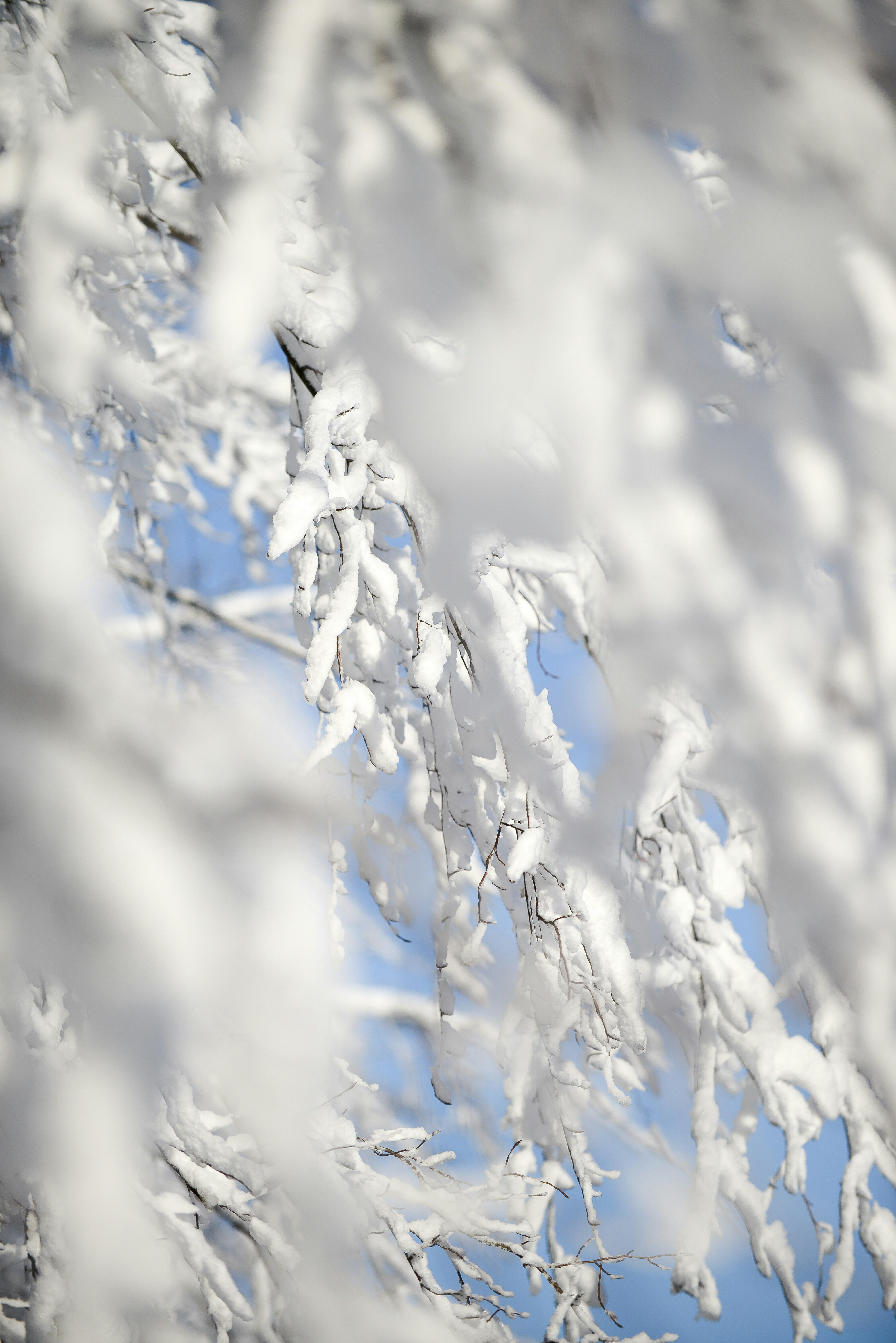 Snow-covered branches against a clear blue sky