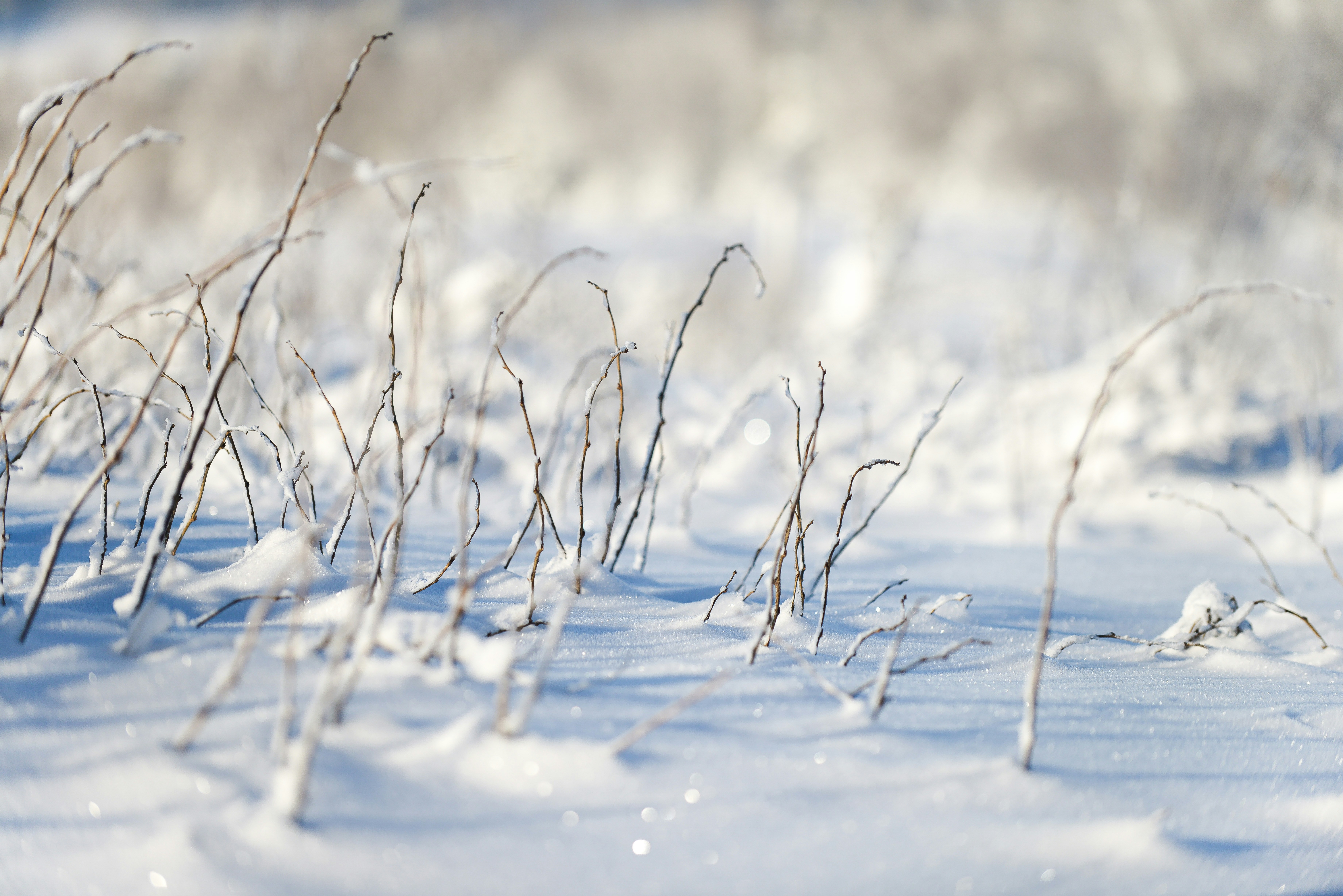 Dry grass covered in snow in a winter field.