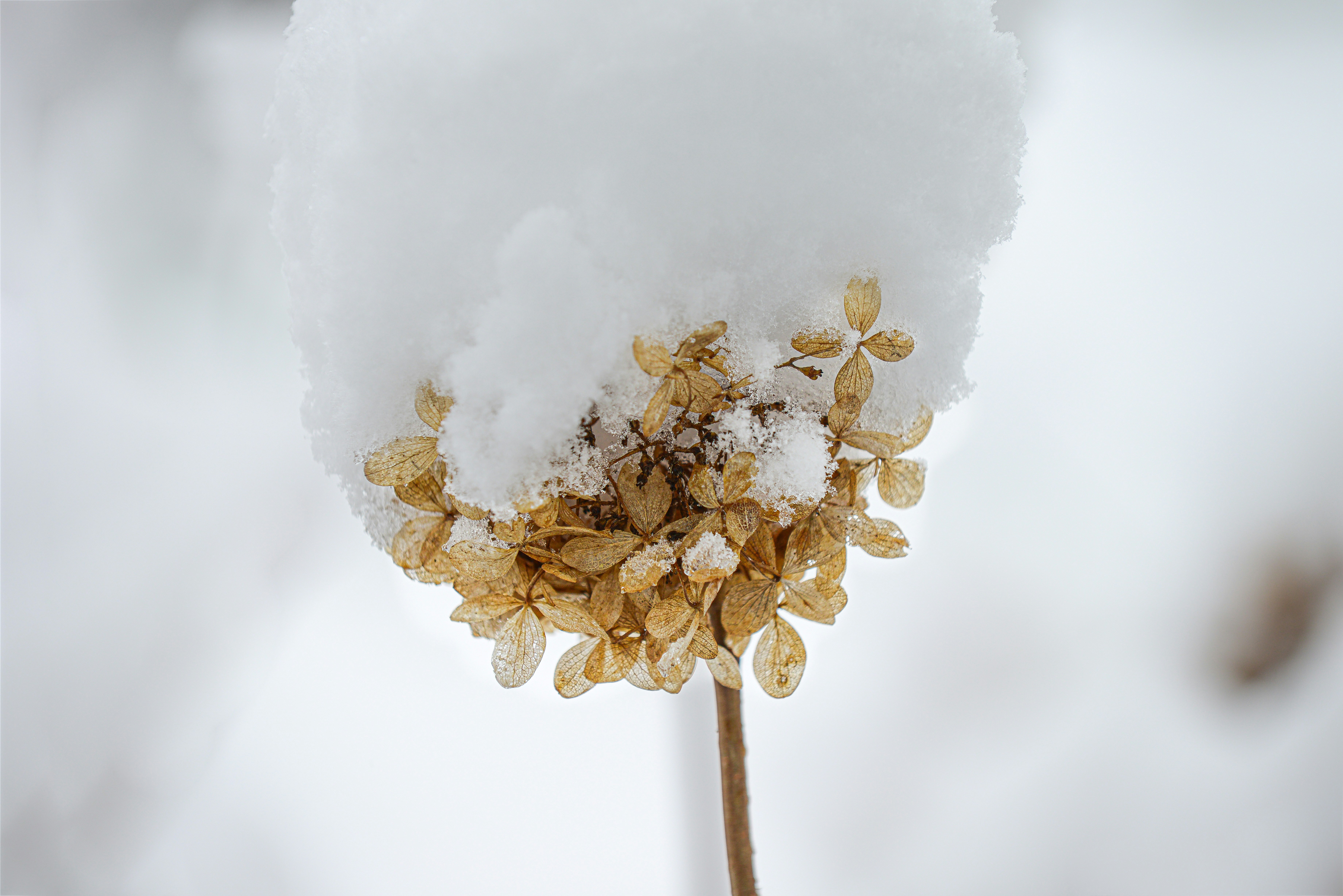 Dried flower head covered in fresh snow