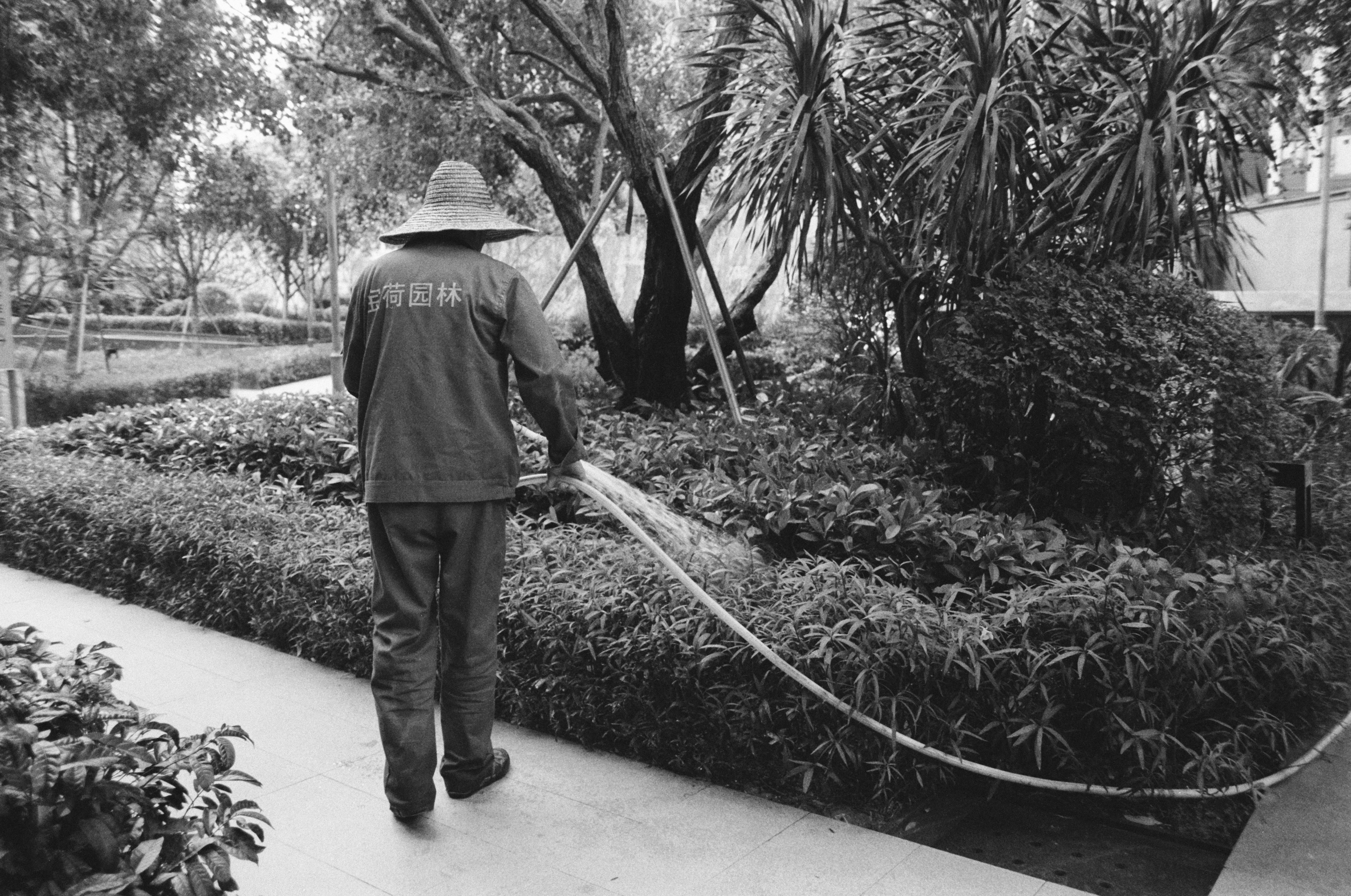 Jardinero regando plantas con una manguera en un parque.