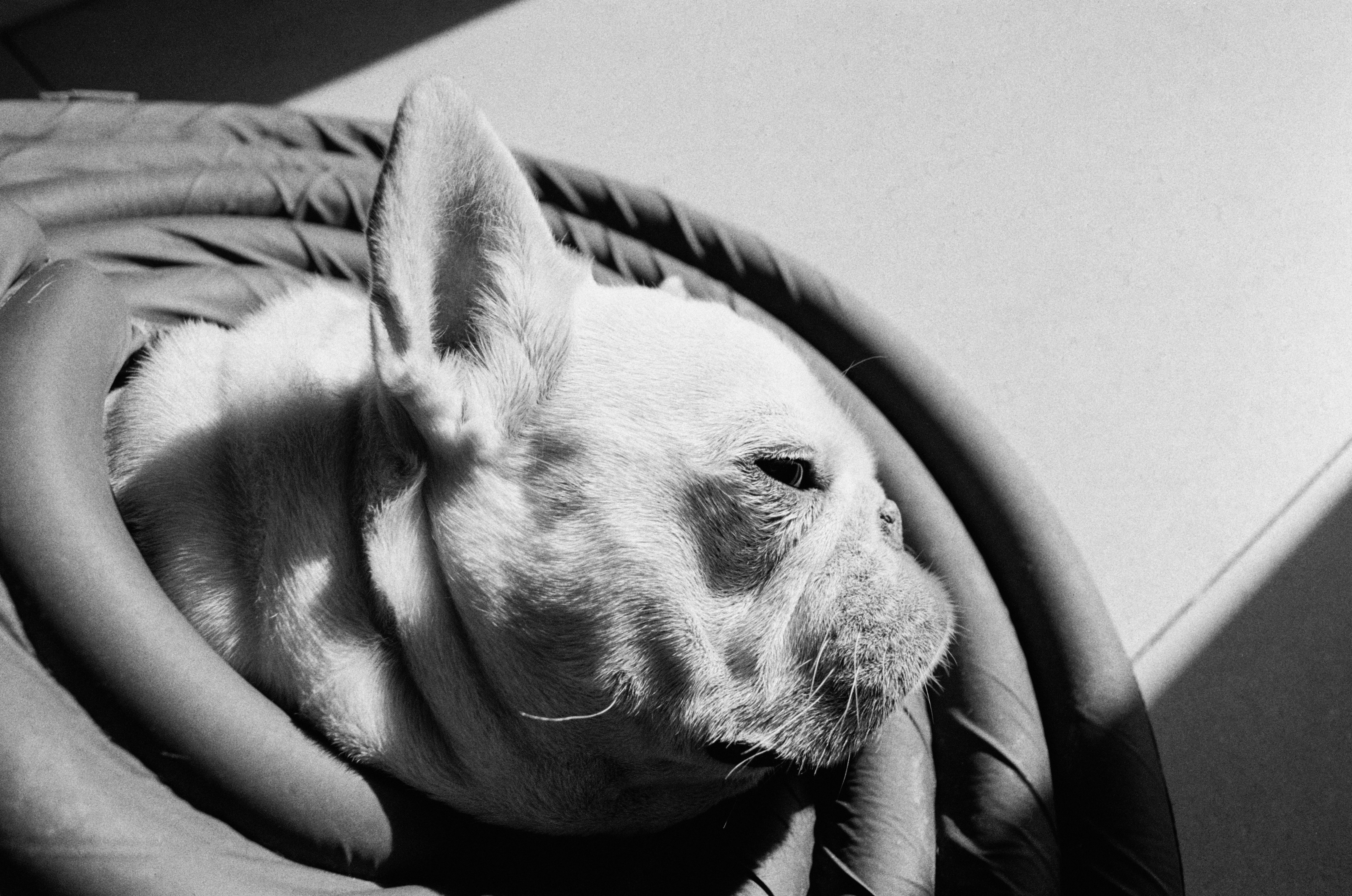 A french bulldog rests in a circular bed.
