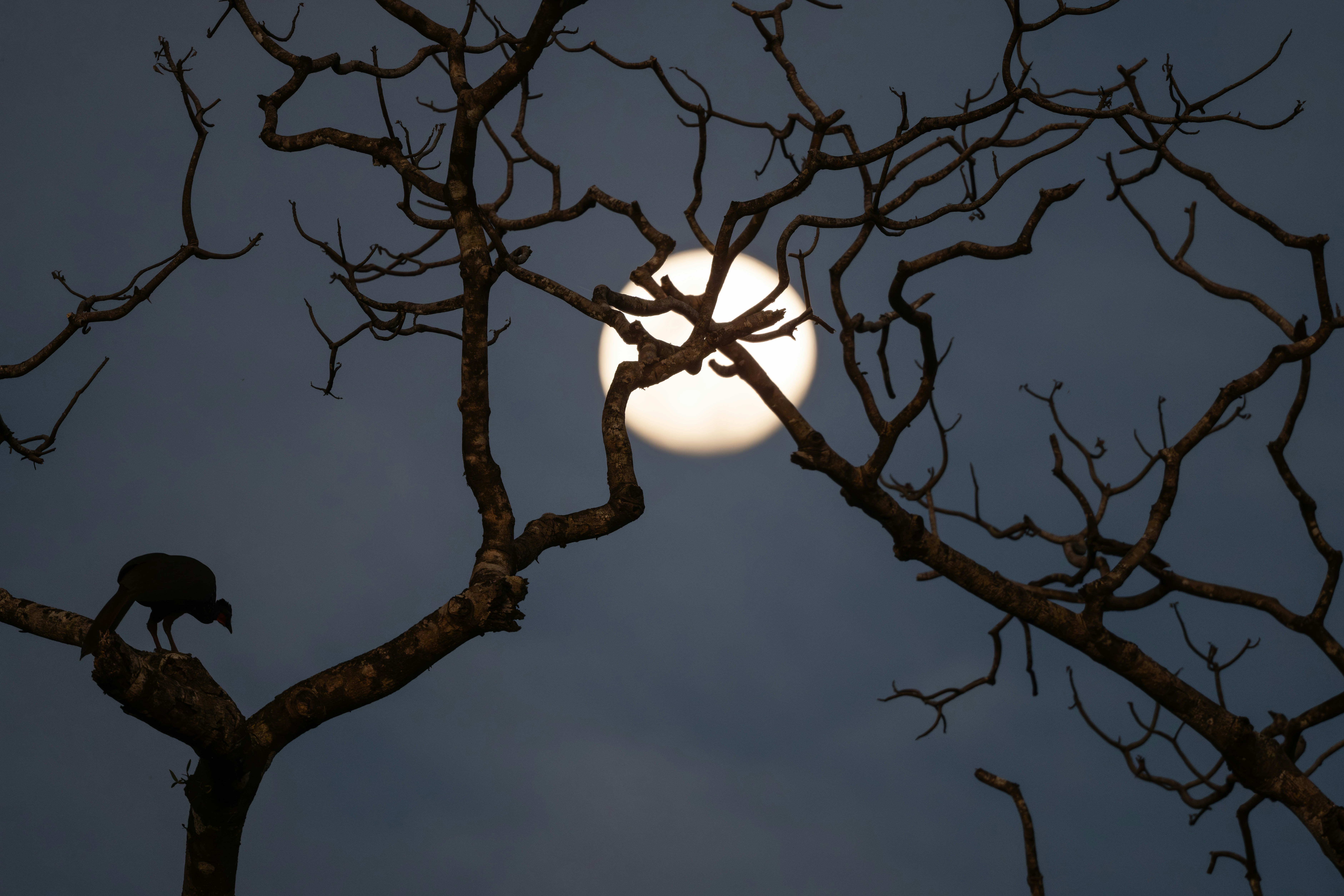 Full moon behind silhouetted bare tree branches at night