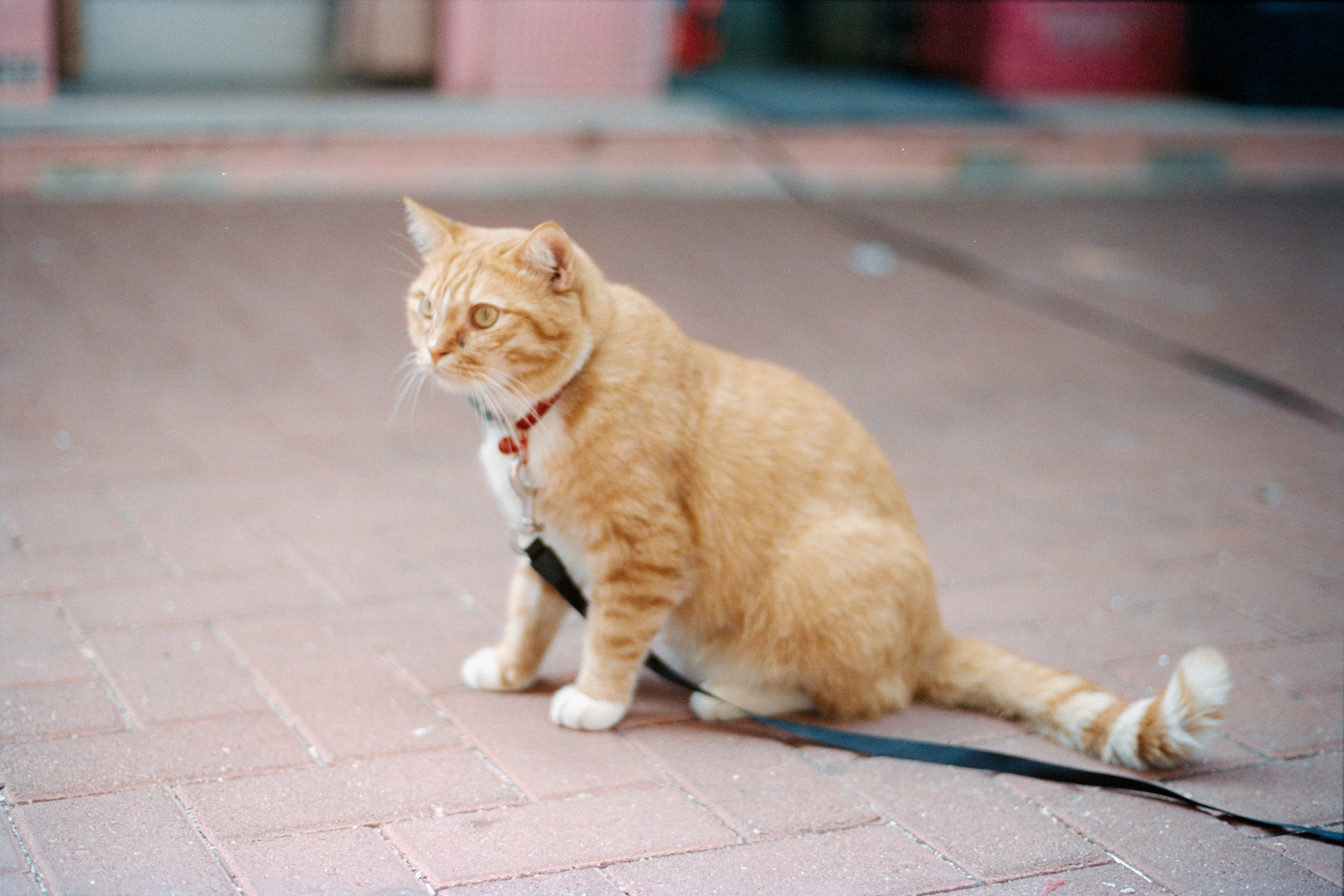 Photo by zhenyao_photo