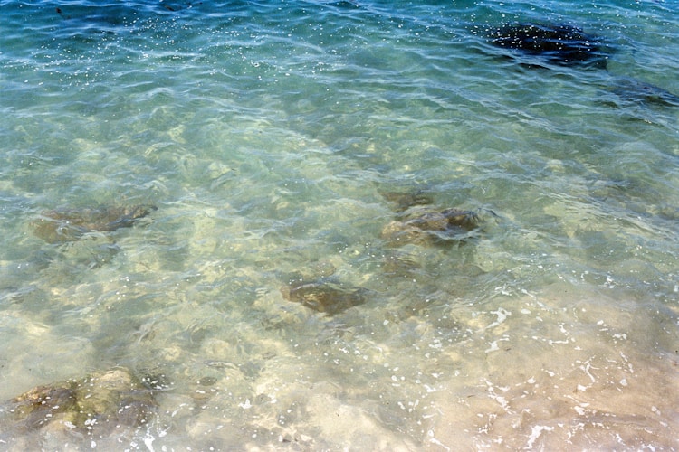 3-Hour Molokini & Turtle Town Snorkel