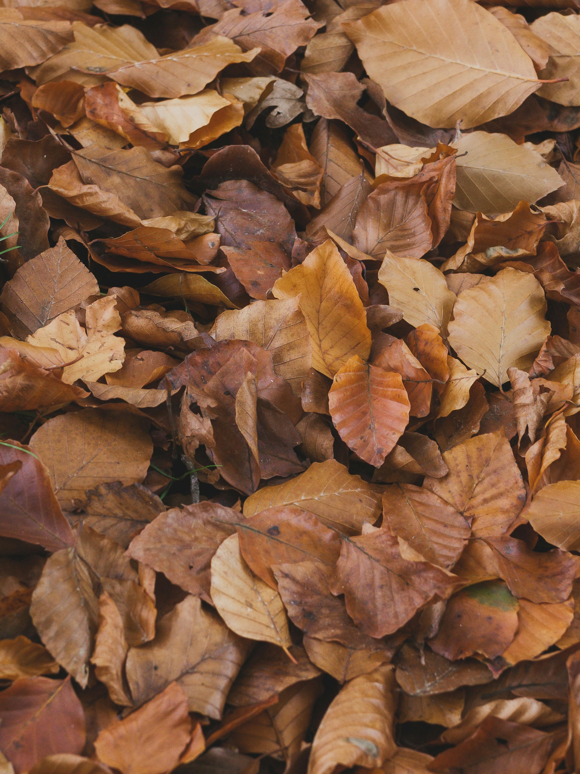 Photo by haberdoedas