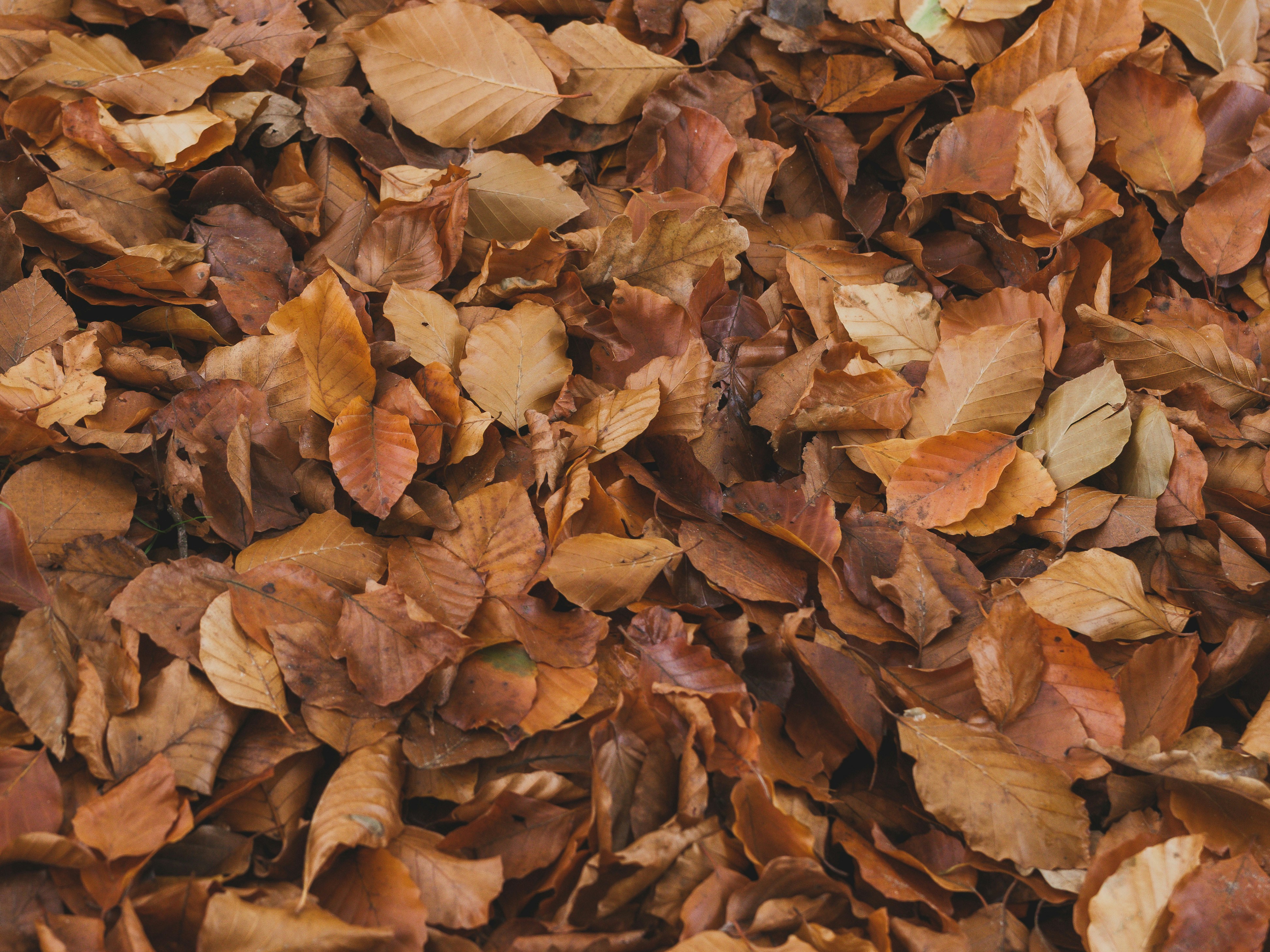 Photo by haberdoedas