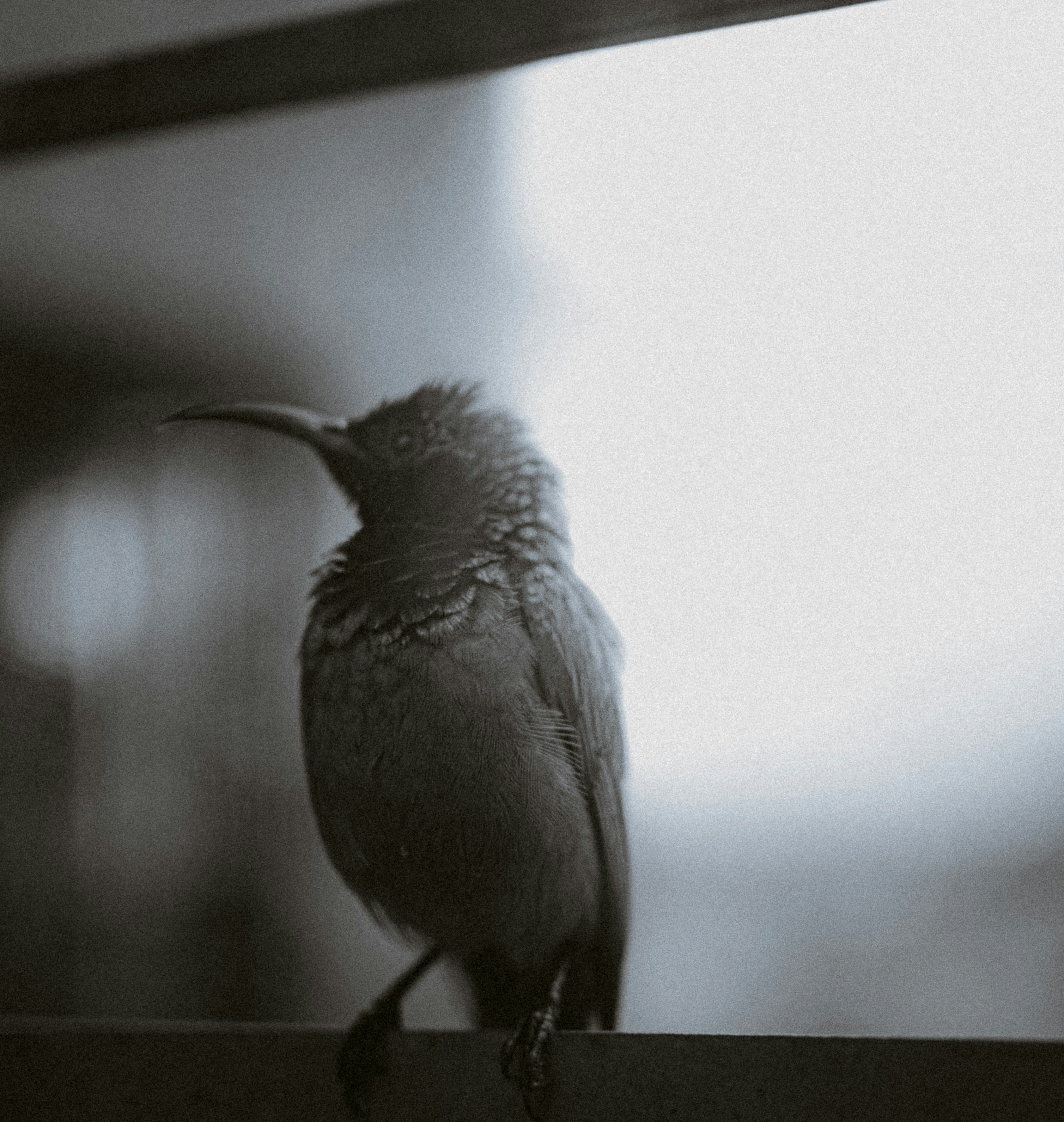 A small bird perched on a ledge