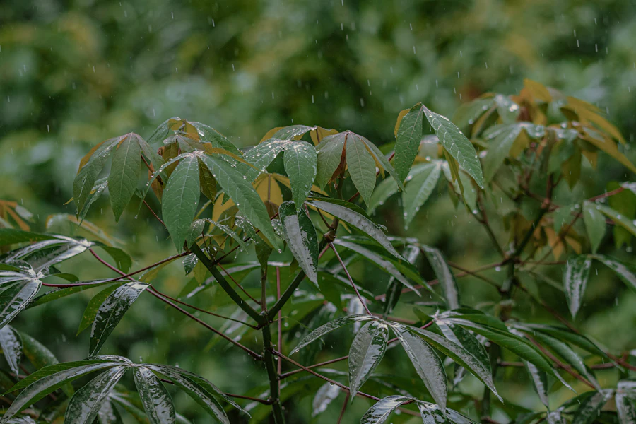 Cassava plants in the field