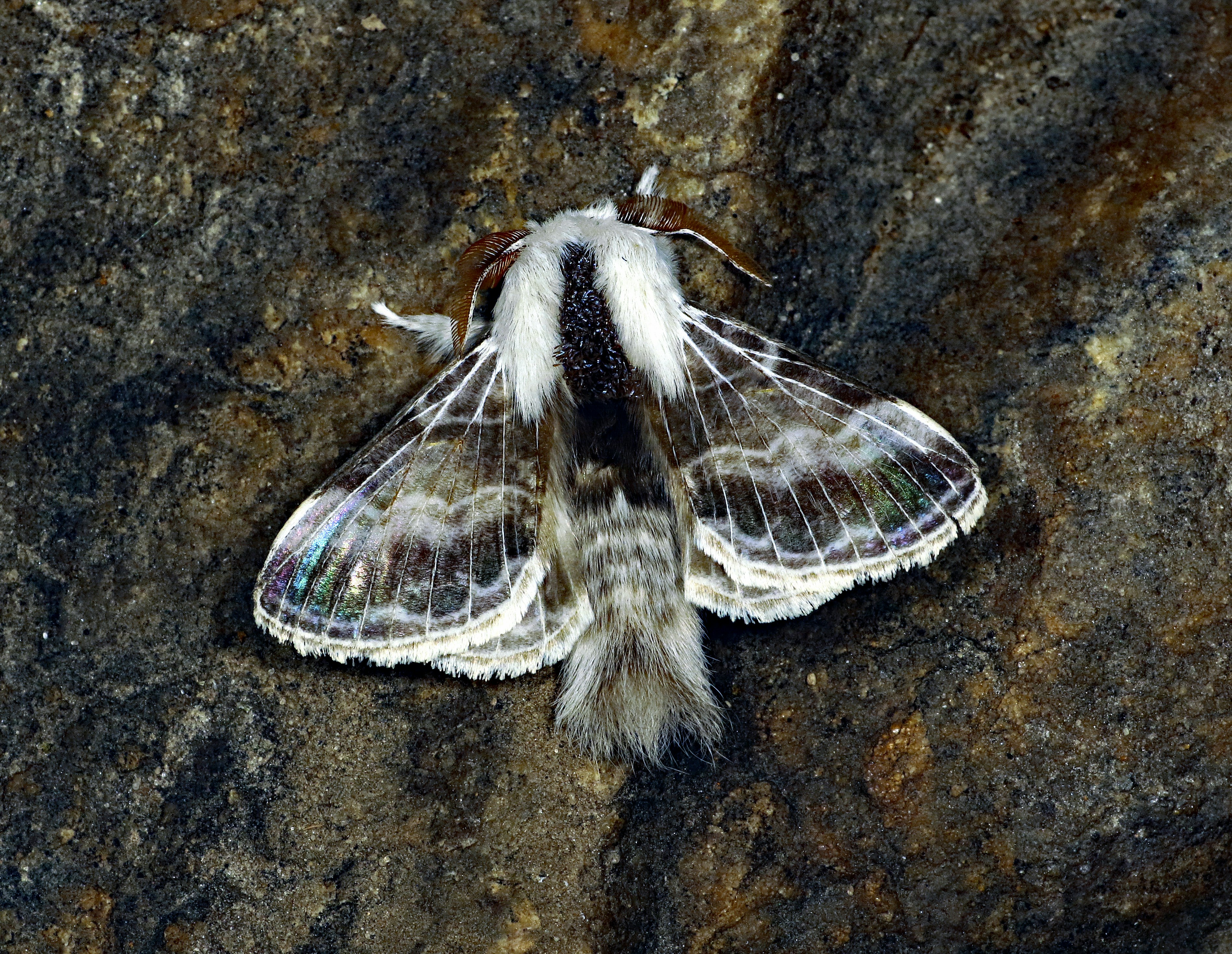 Conchylis subfurcatana