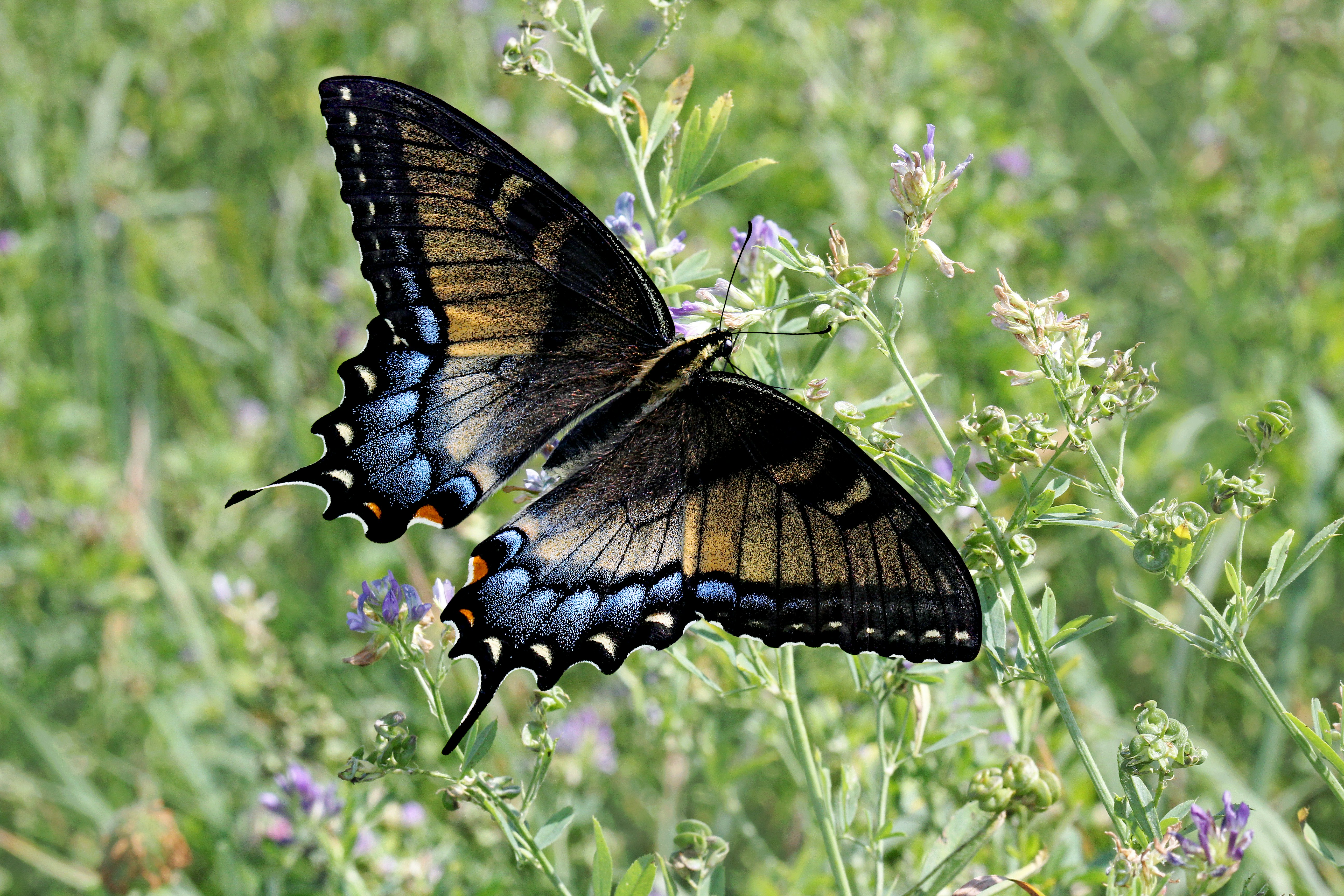 Photo by telliottmbamsc