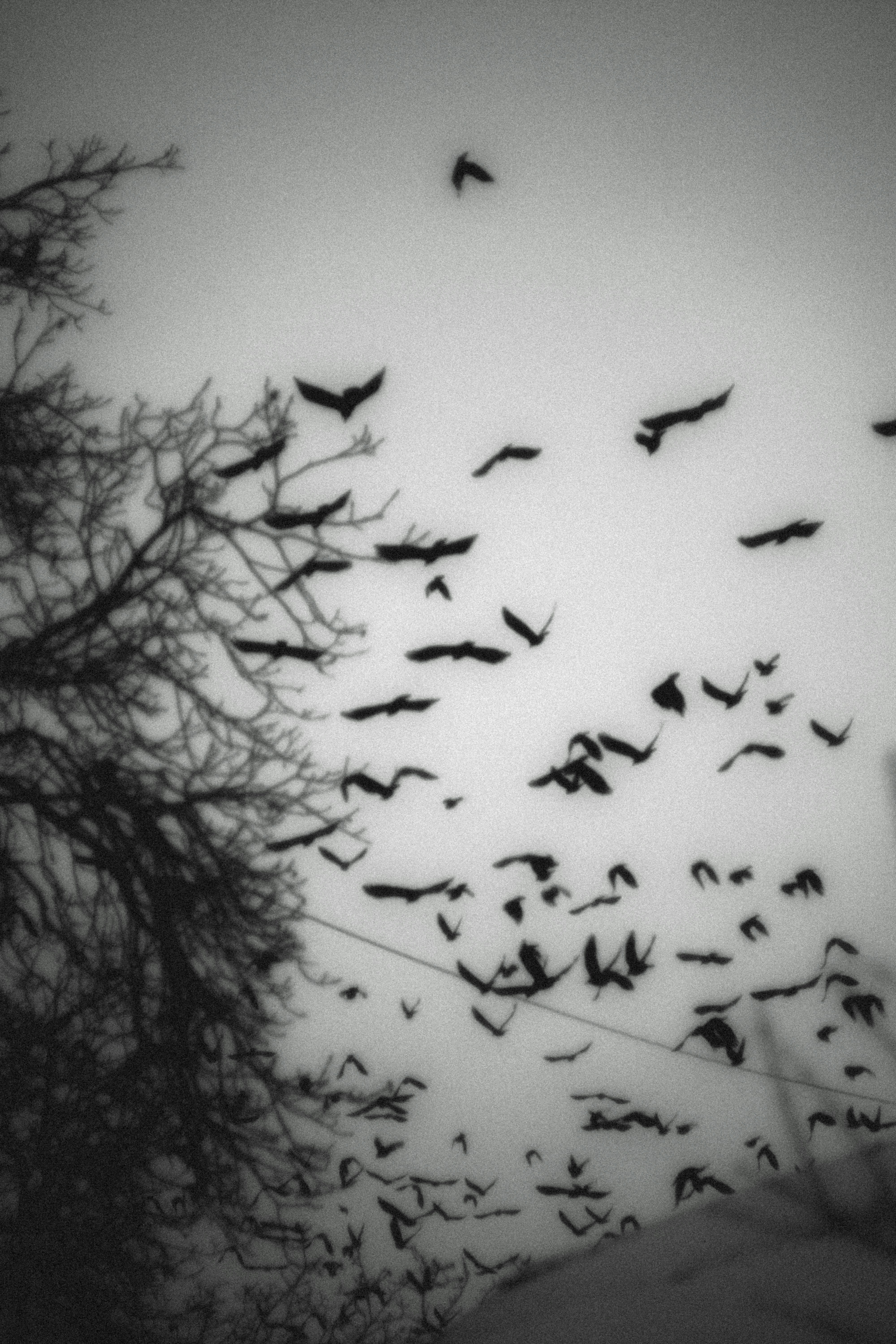 A flock of birds flies past bare trees