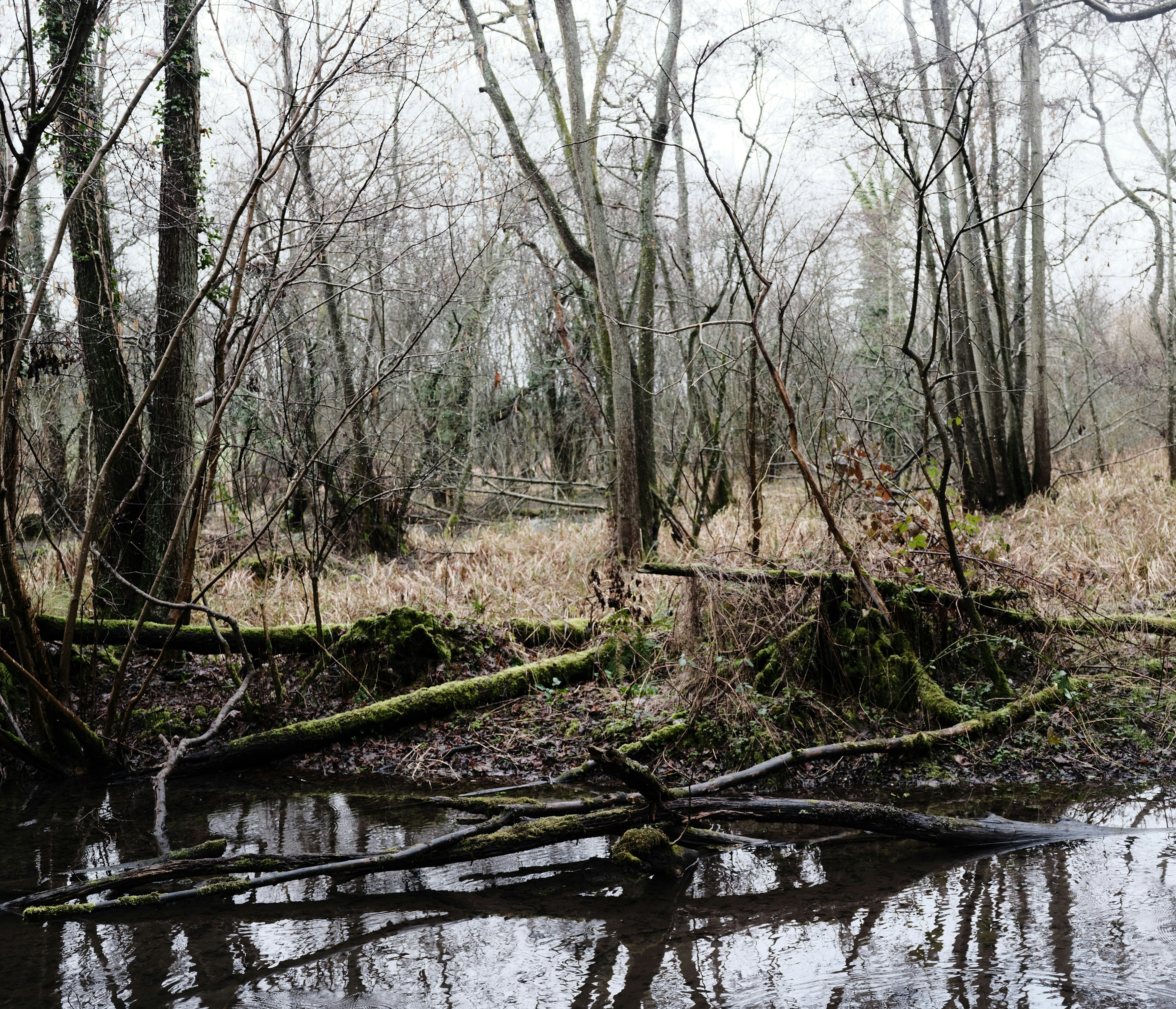 Bare trees and fallen logs by calm water