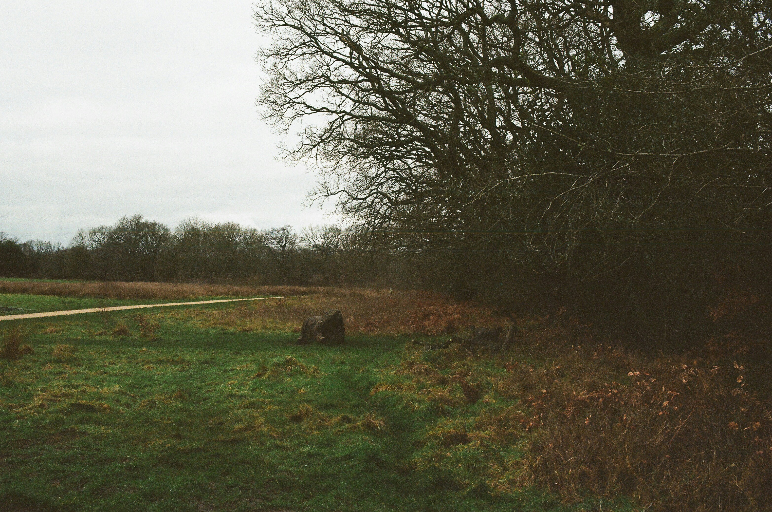 A person sits on a grassy field near trees.