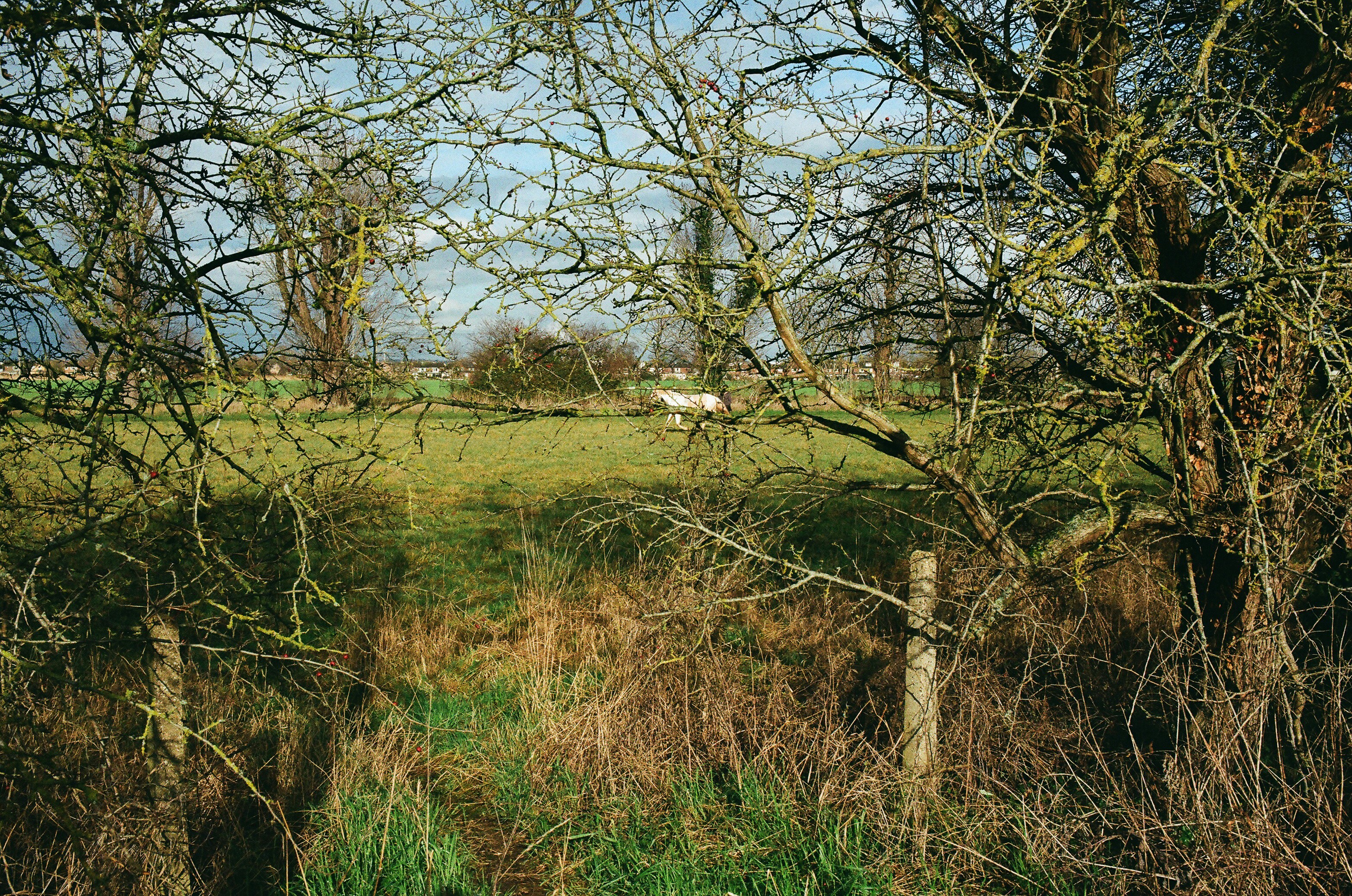 A lone sheep grazes in a green field behind trees.