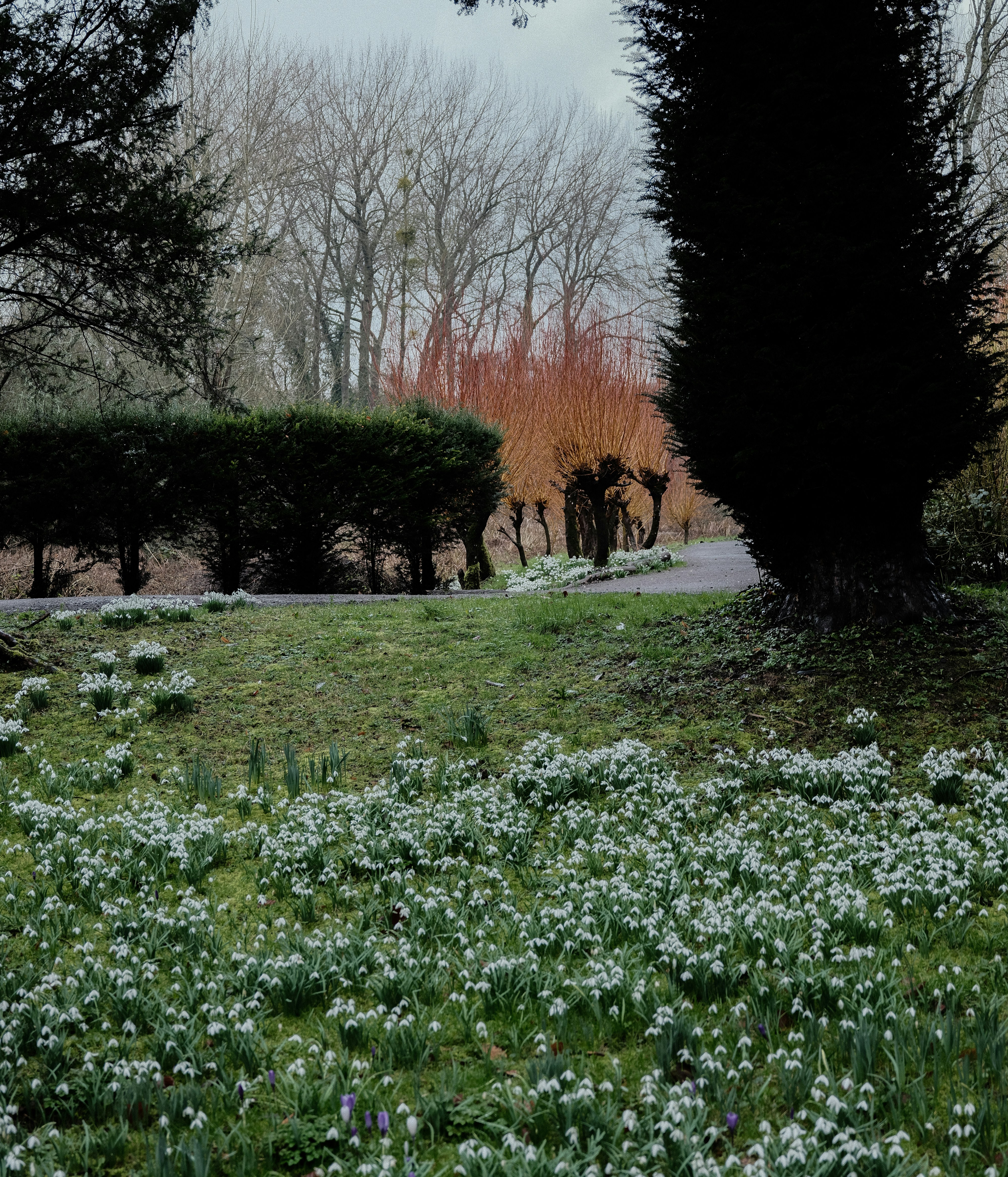 Field of snowdrops with trees and bushes in background