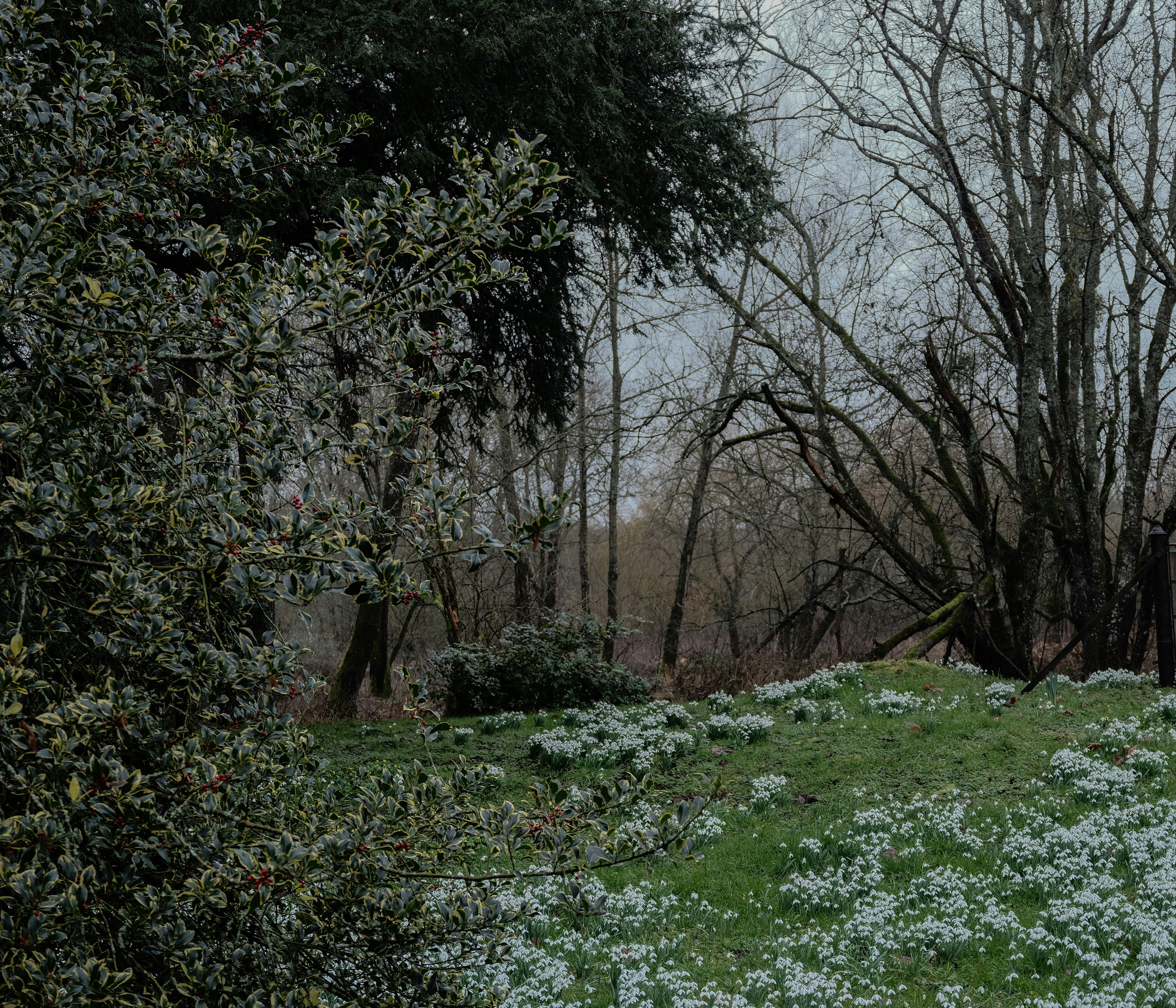 A field of snowdrops in a forest clearing.