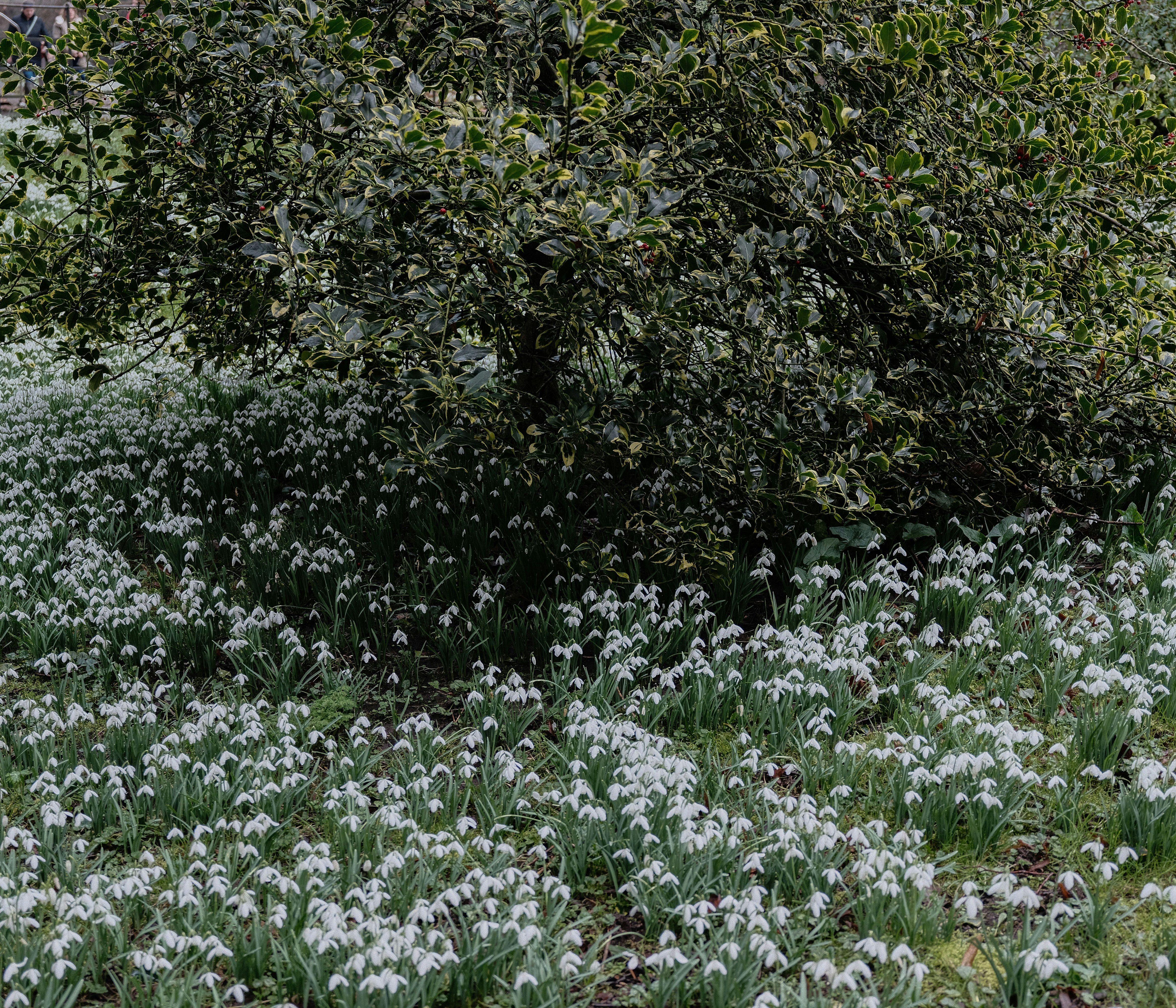 Field of white snowdrops under green foliage