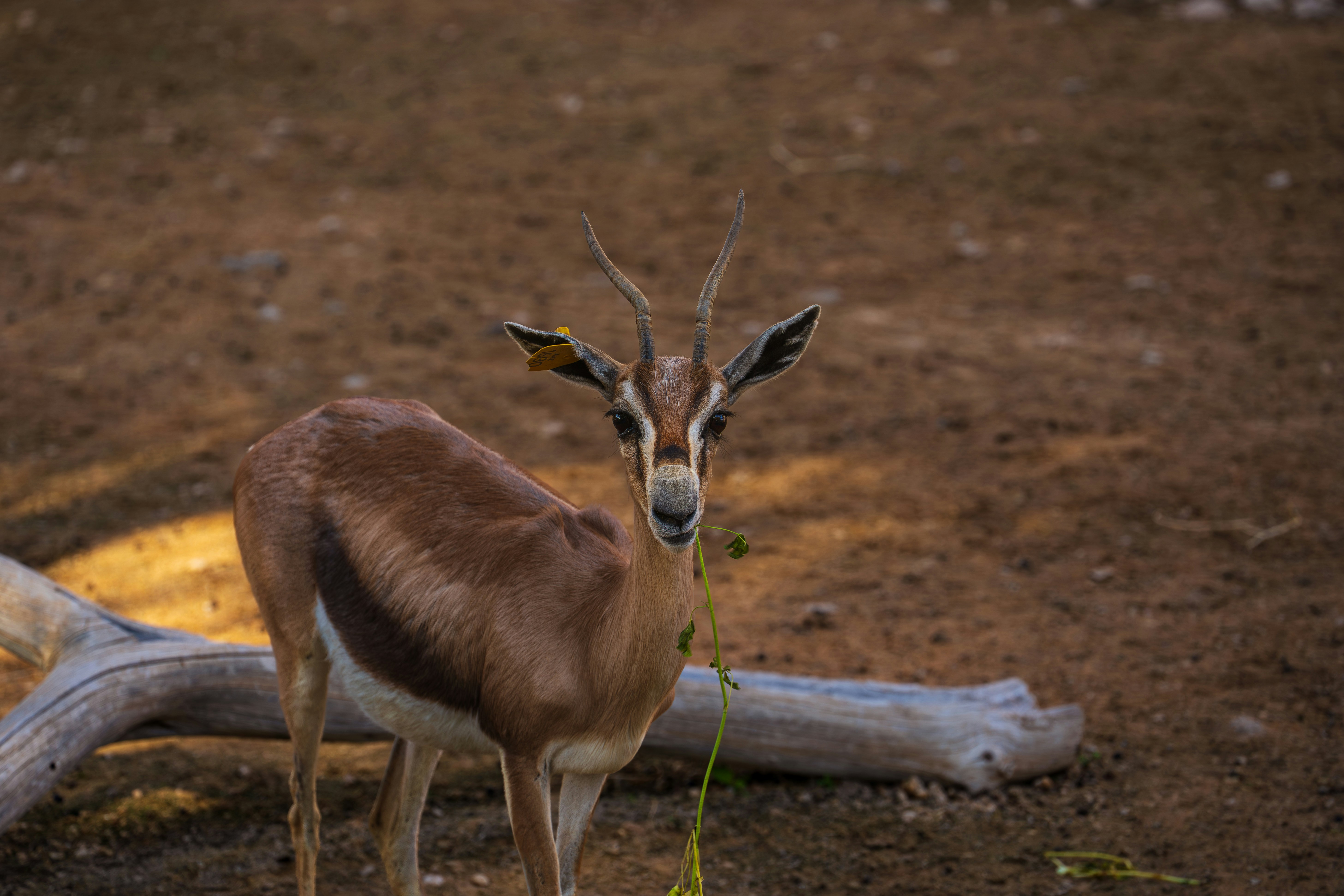 A gazelle stands in a dry, dirt enclosure.