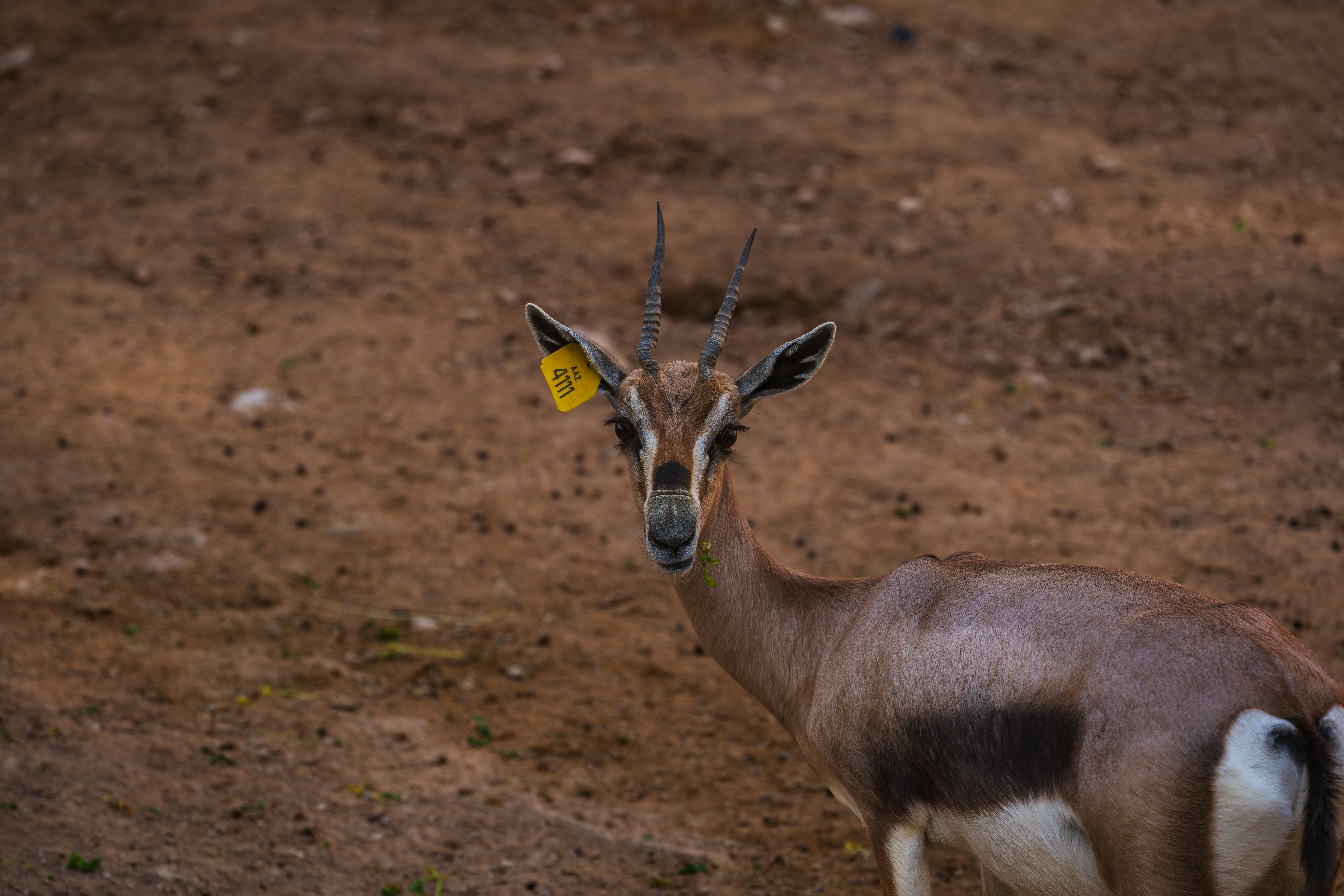 A gazelle with a yellow tag on its ear
