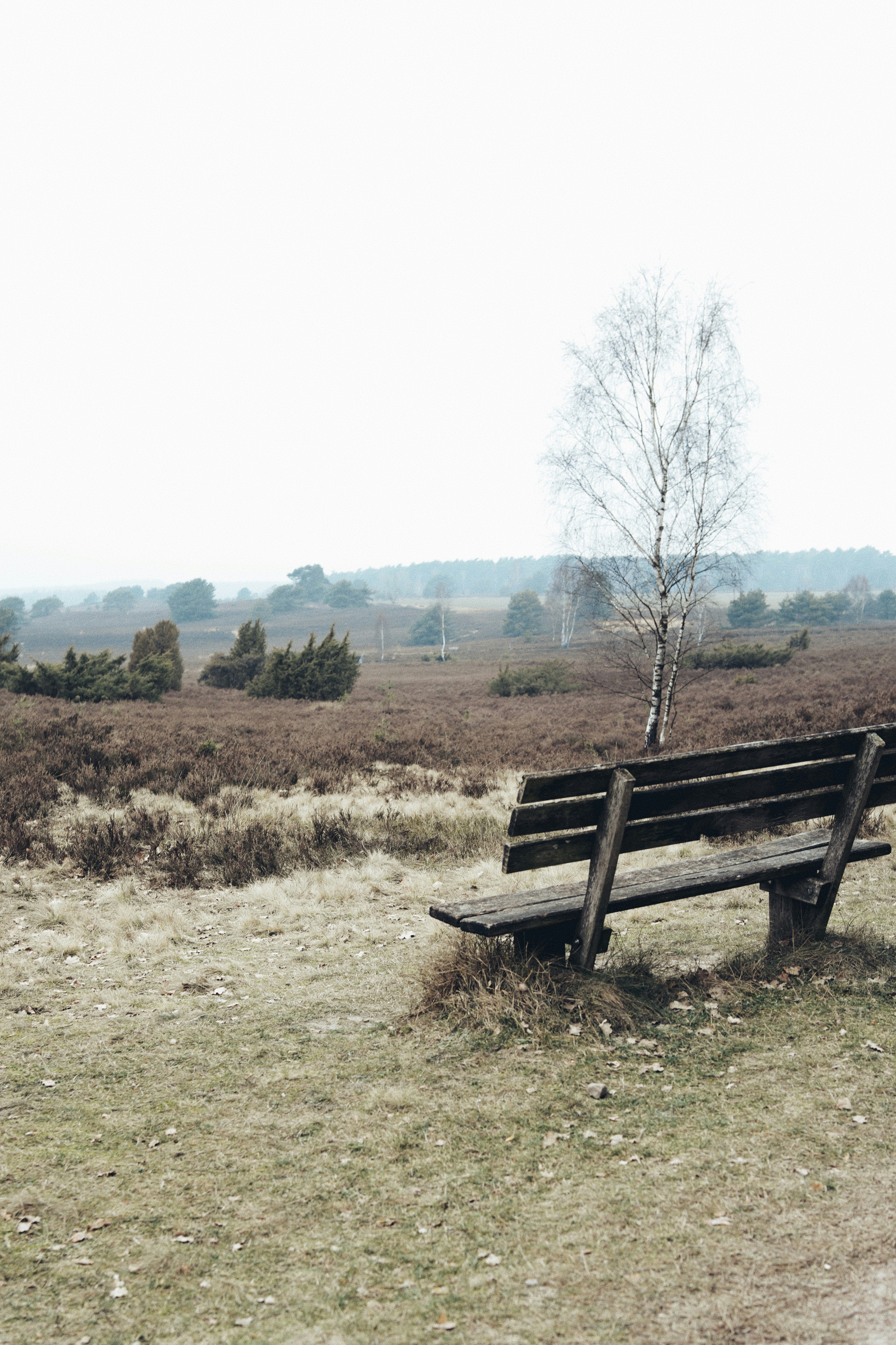 Wooden bench in a heathland landscape with trees.