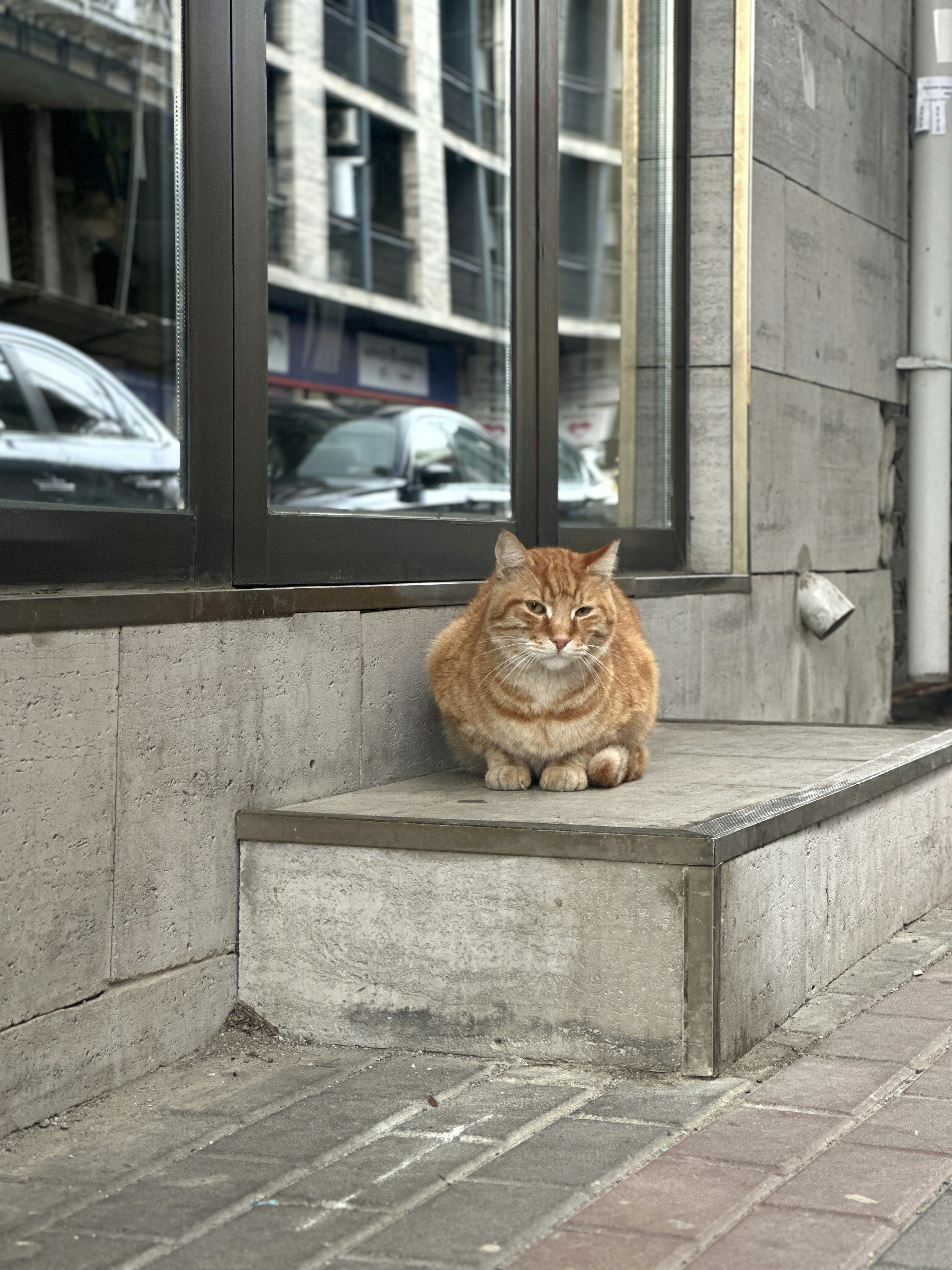 An orange cat sits on a concrete ledge.