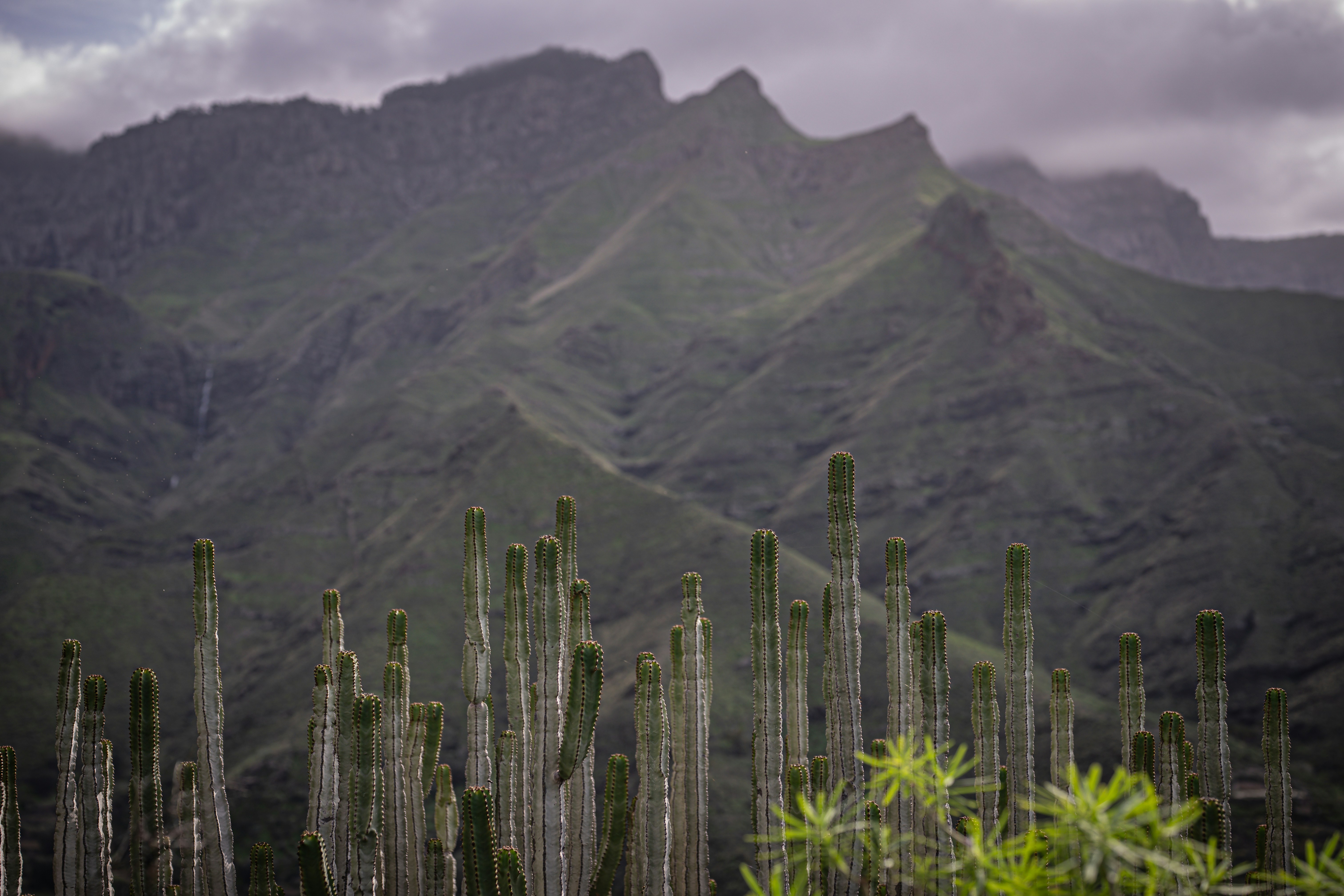 Hohe Kakteen vor dramatischen Berggipfeln