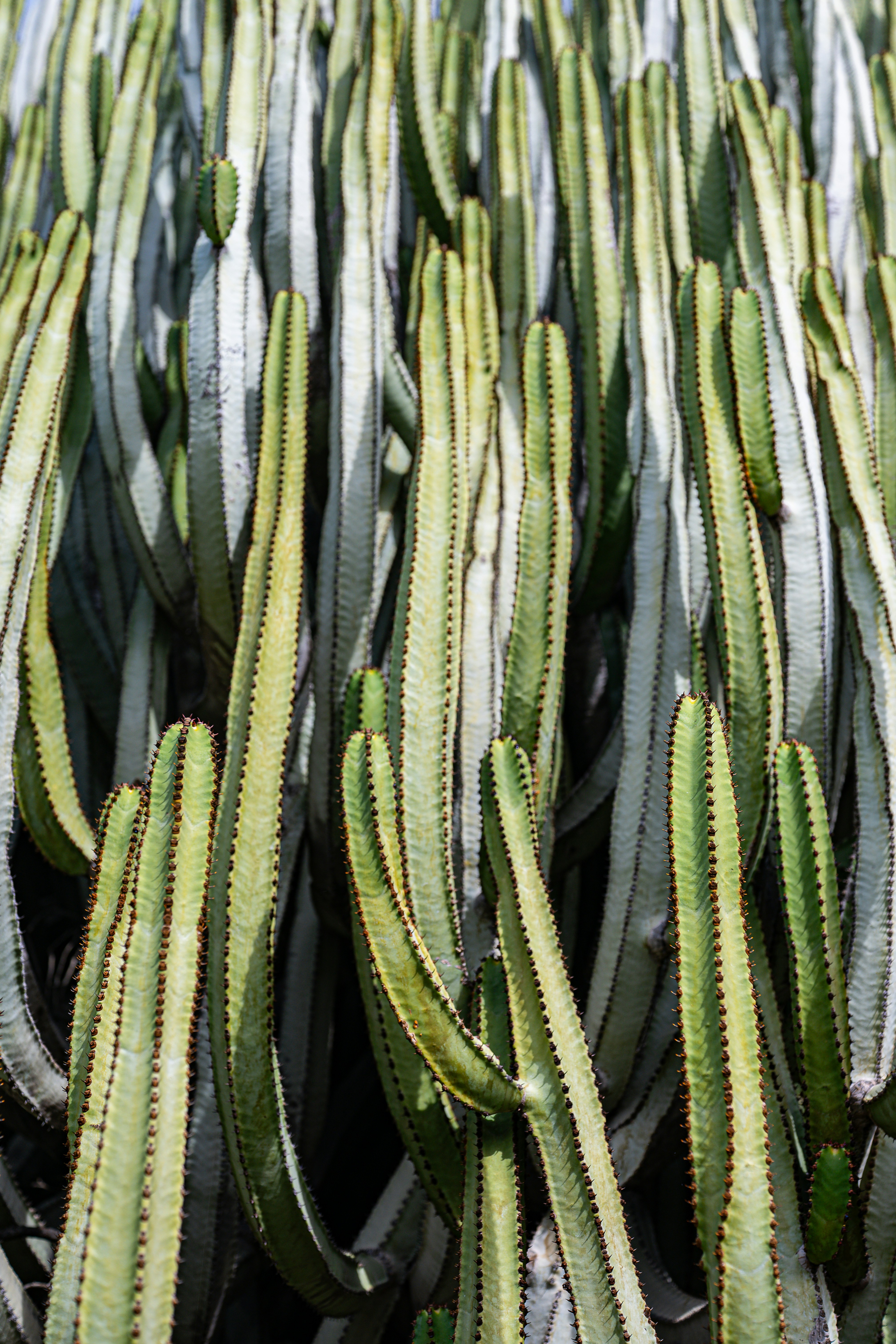 Hohe, grün-weiß gestreifte Euphorbia-Kaktuspflanzen