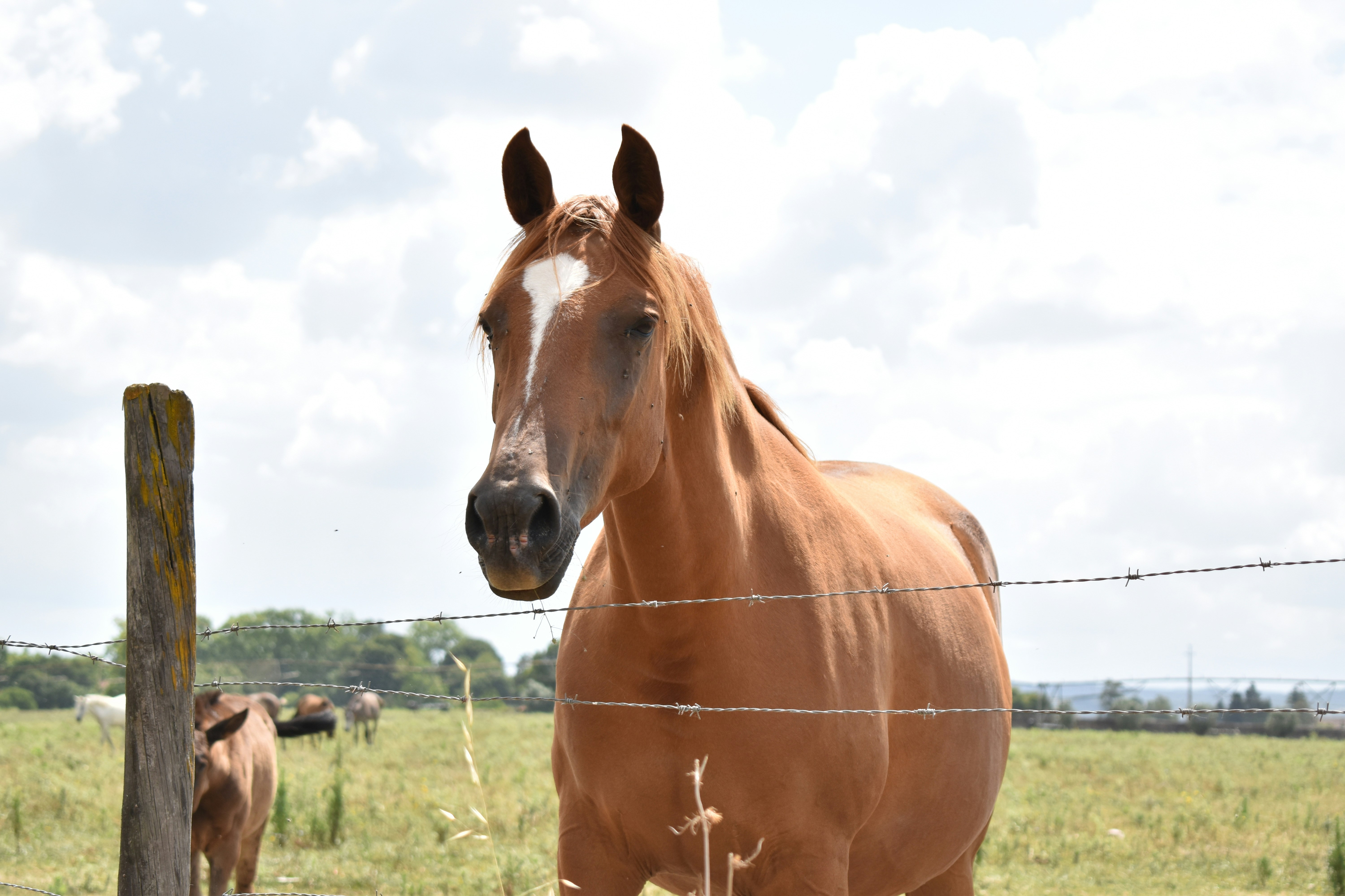 A brown horse stands in a field by a fence.