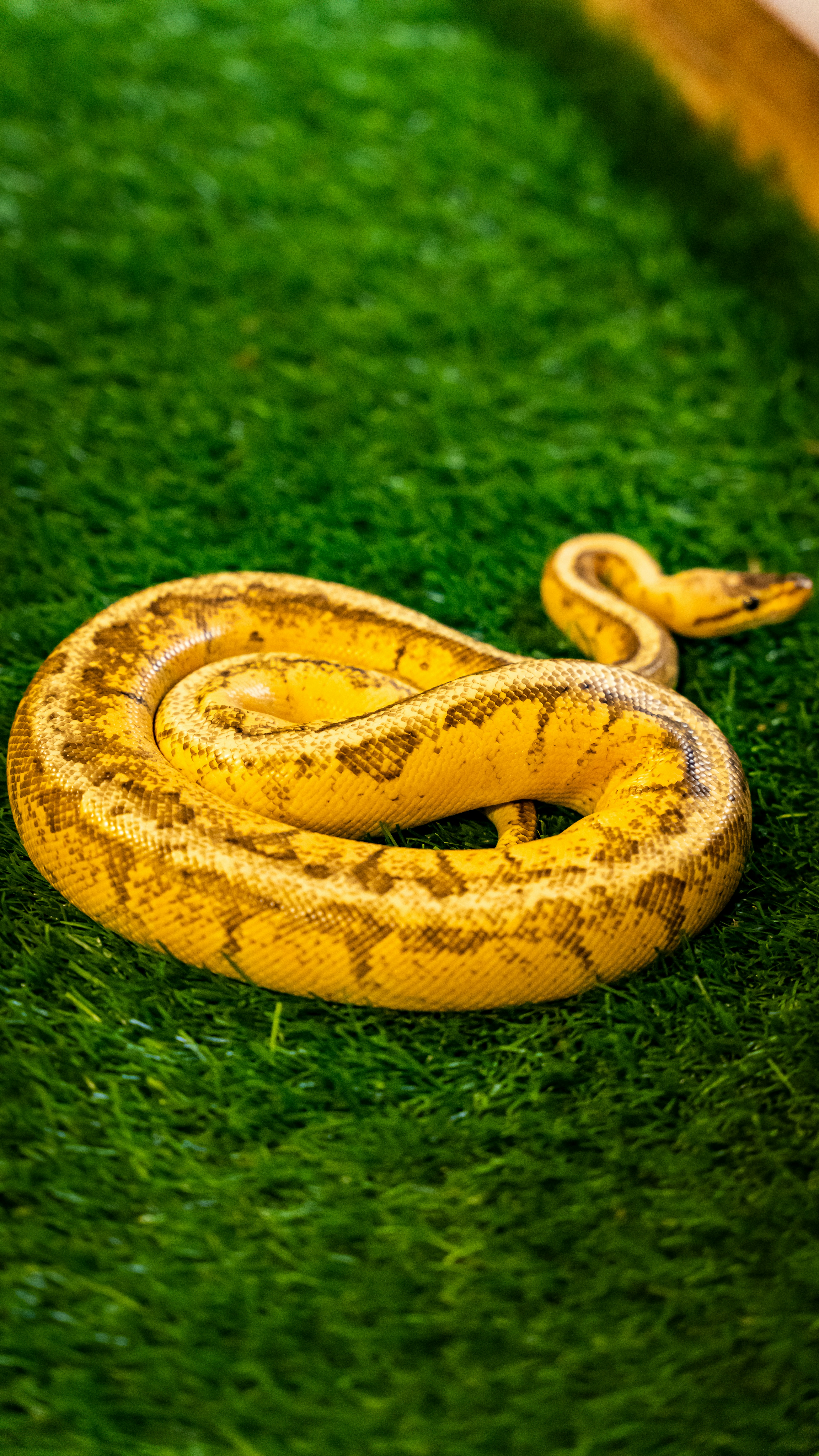 A yellow snake coiled on green grass.