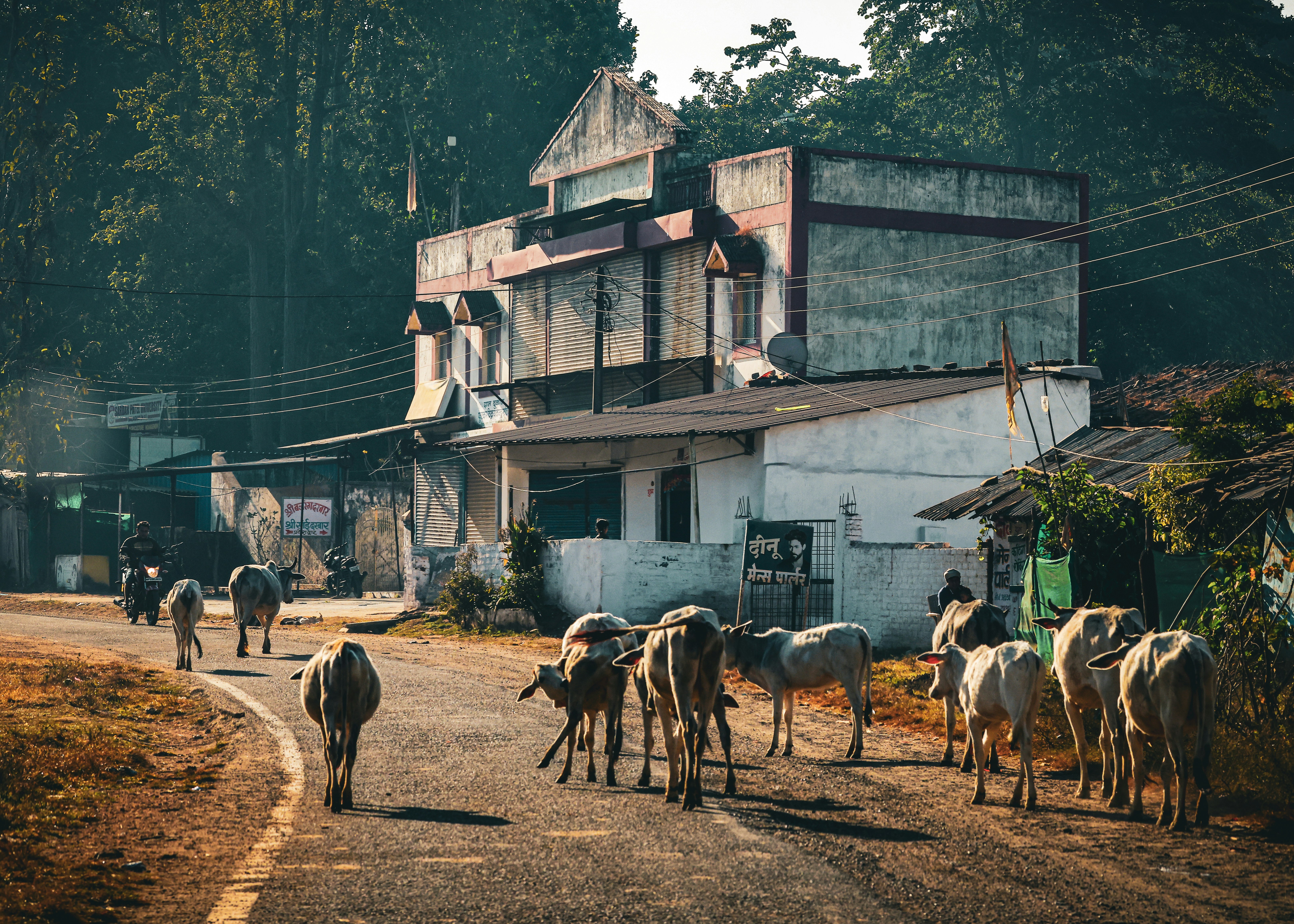Cows walking on a rural road near buildings.