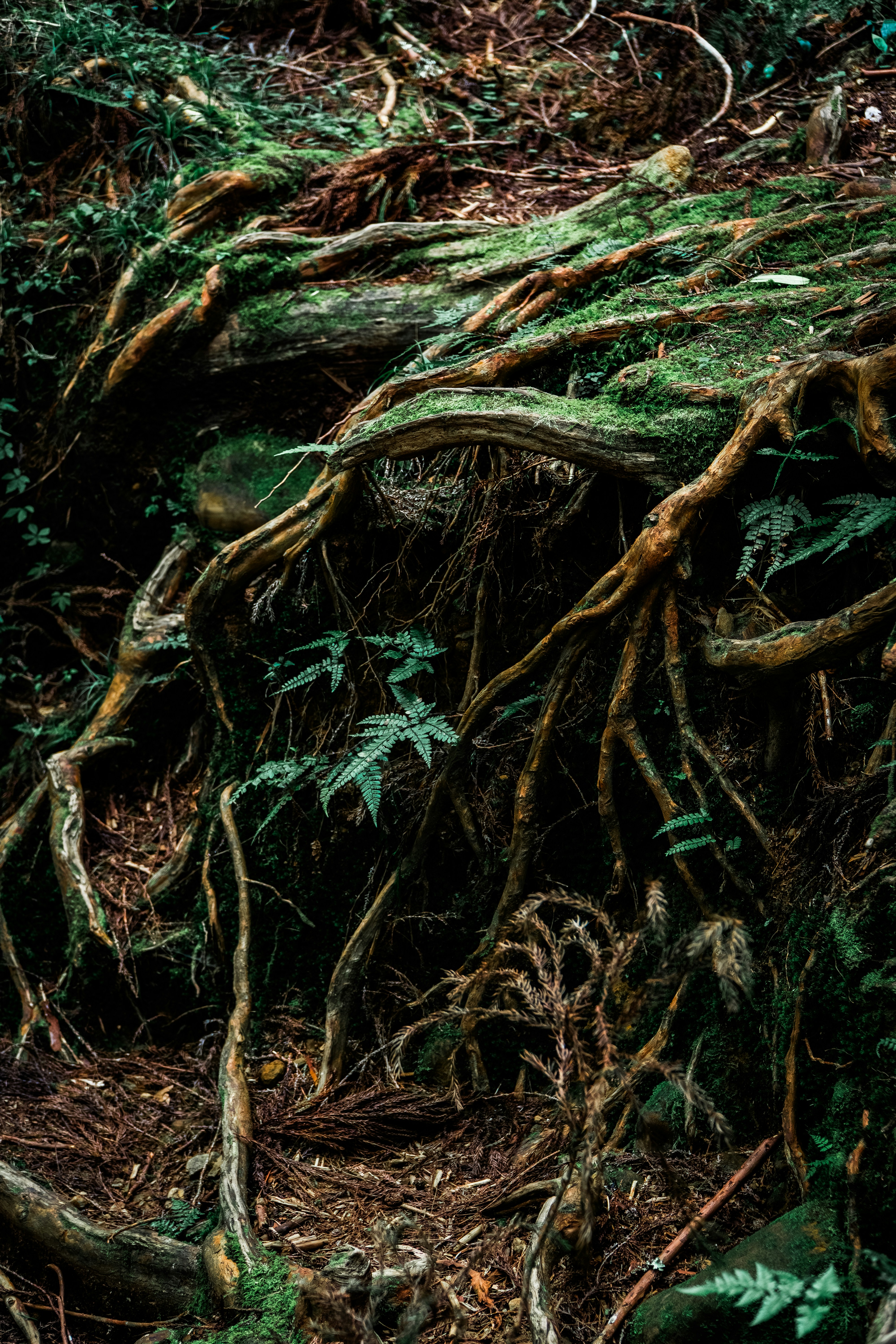 Photo by ivannavinni