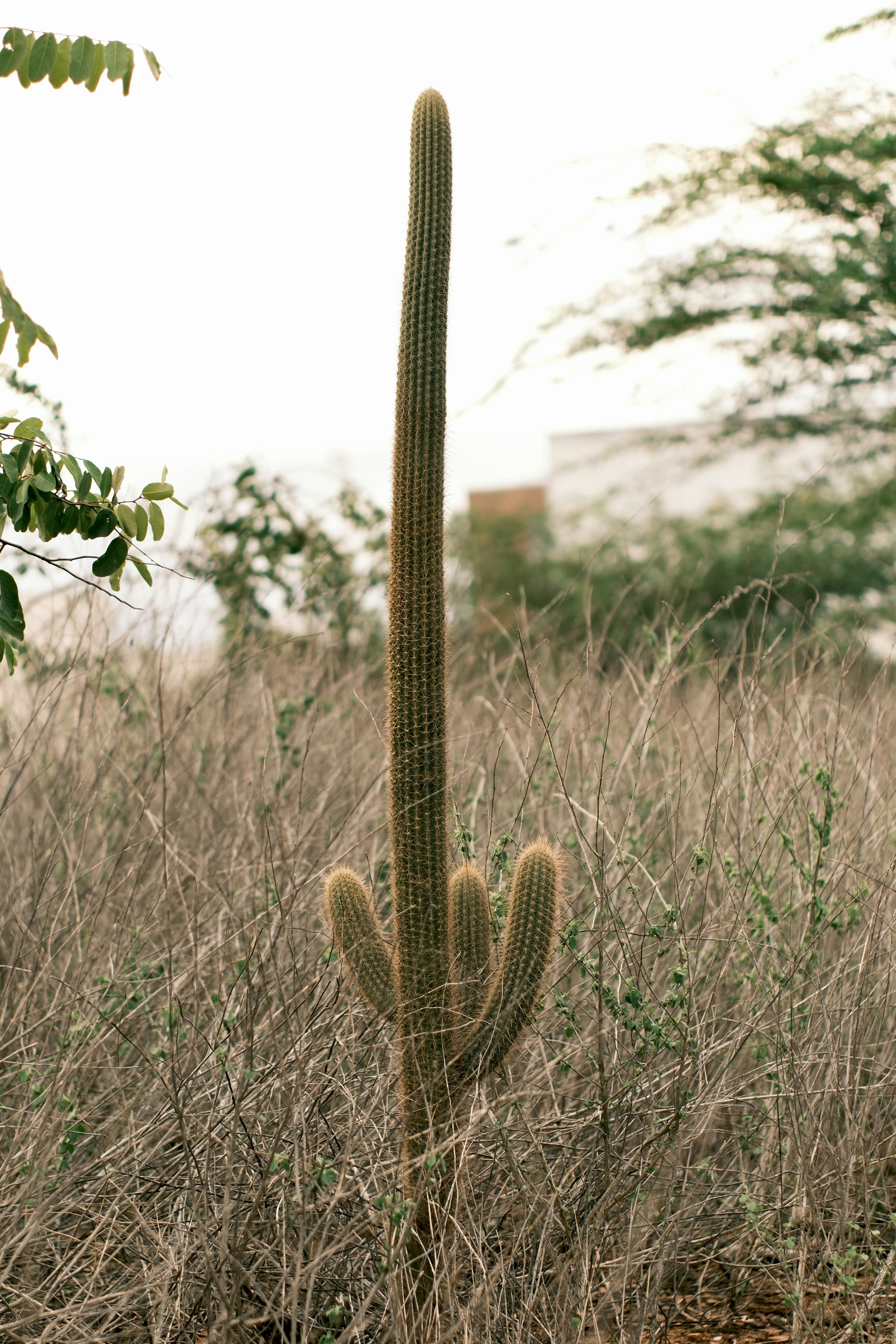 Tall cactus with arms in dry grass