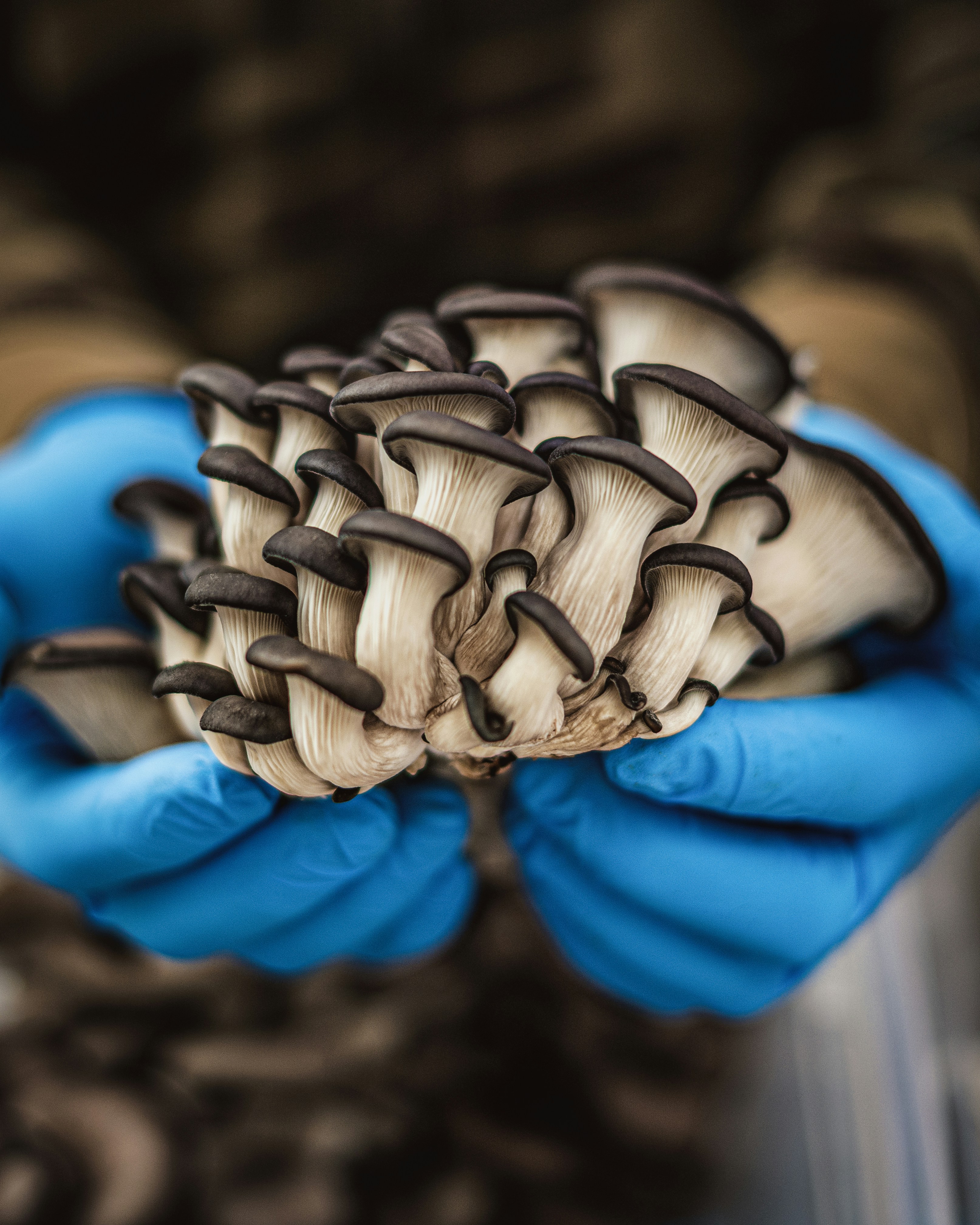 Hands in blue gloves holding a cluster of oyster mushrooms
