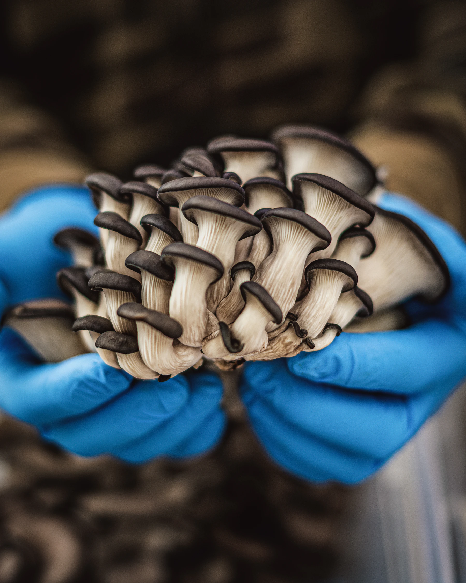 Hands in blue gloves holding a freshly cut cluster of dark-capped oyster mushrooms
