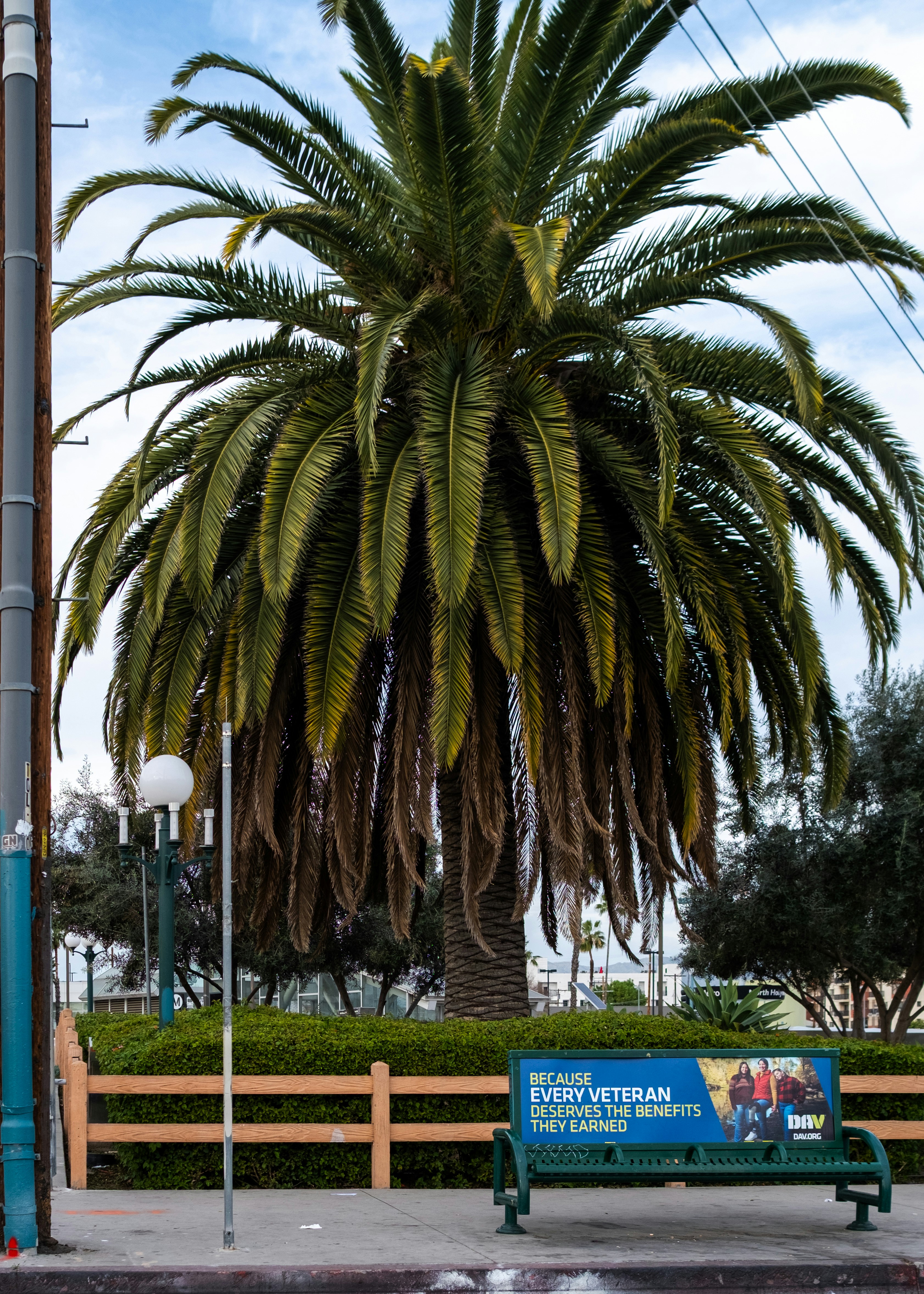 Large palm tree stands behind a park bench.