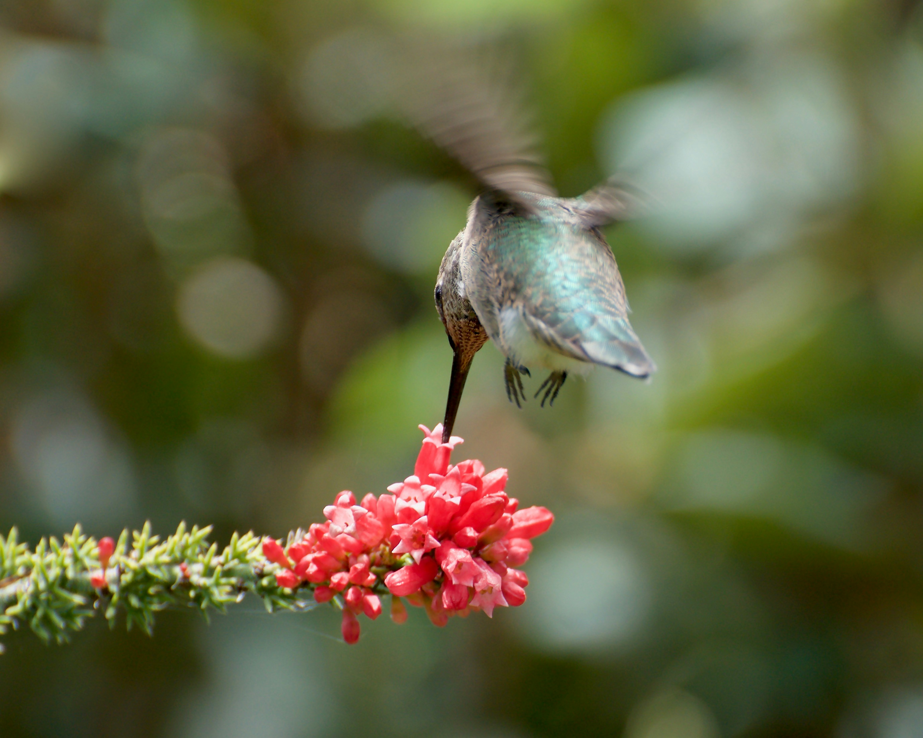 Kolibri, der von einem Büschel roter Blüten fressen