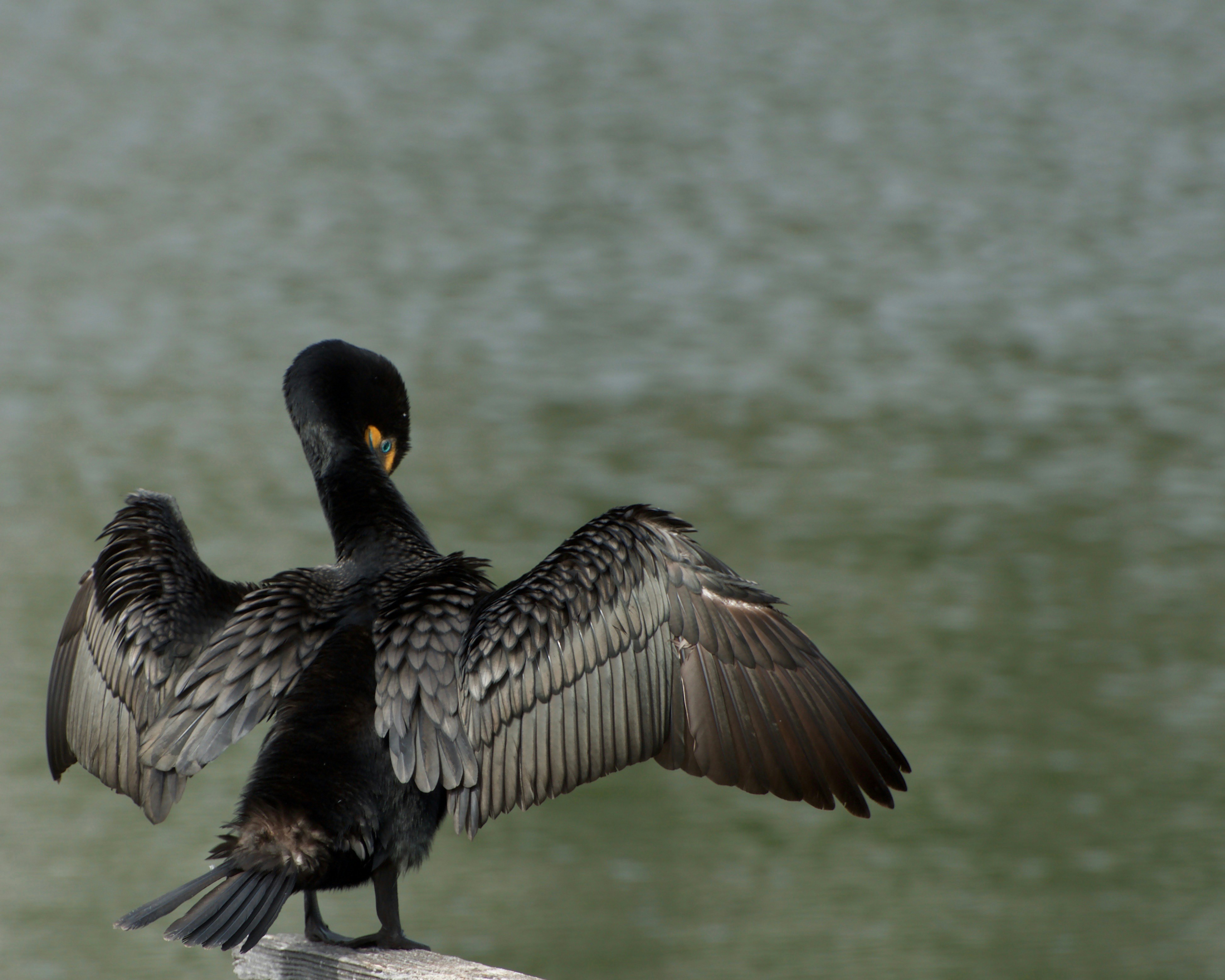Ein schwarzer Vogel mit weit ausgebreiteten Flügeln